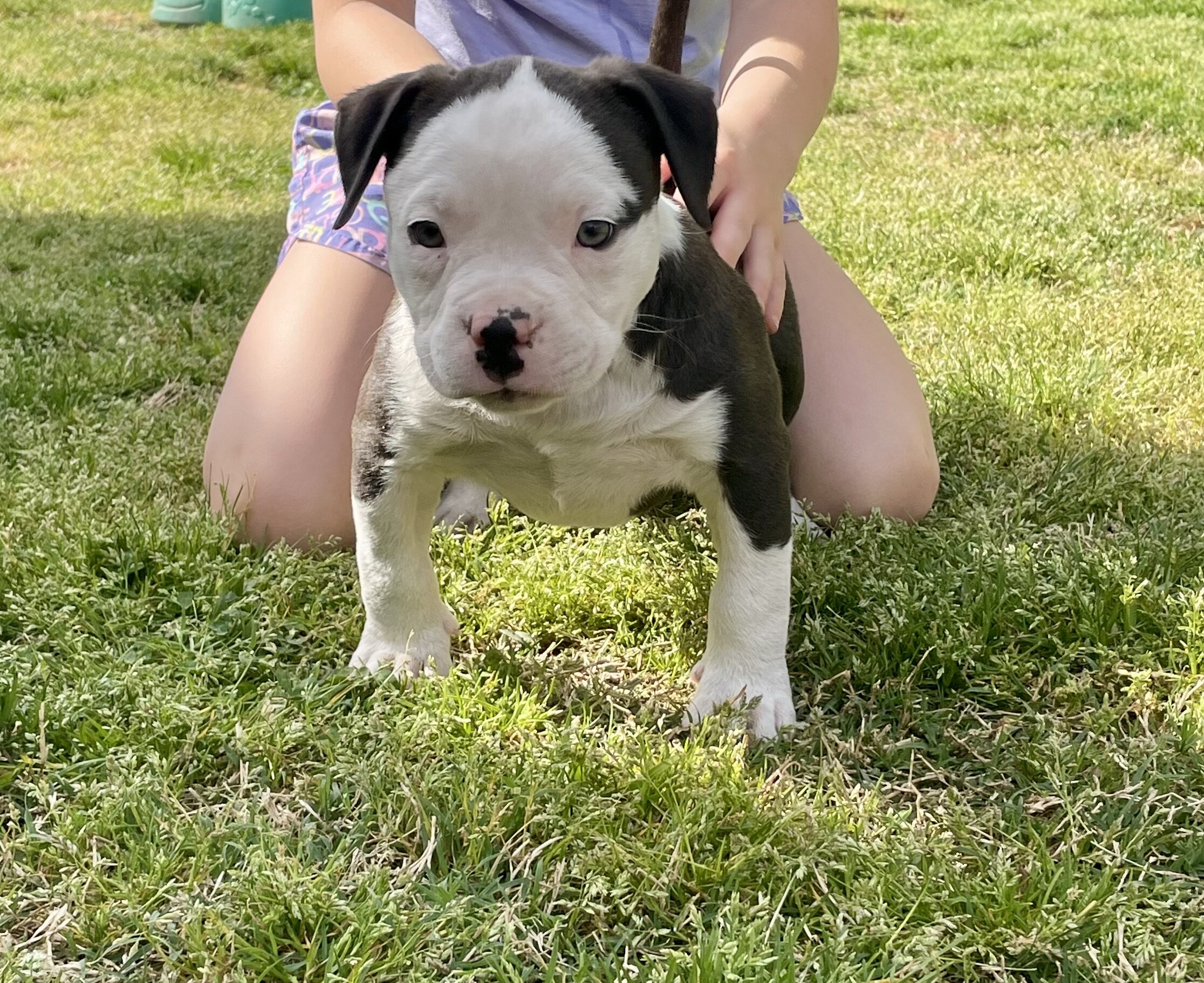 American Bully Puppy image 2