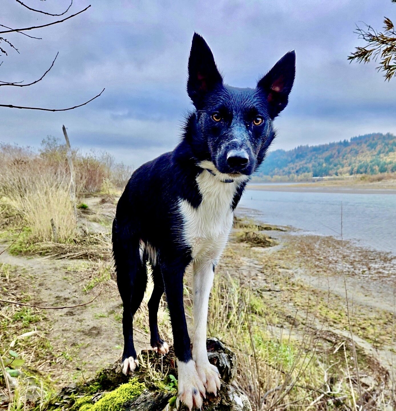 Australian Kelpie/Border Collie pups  2/23,/26 image 7