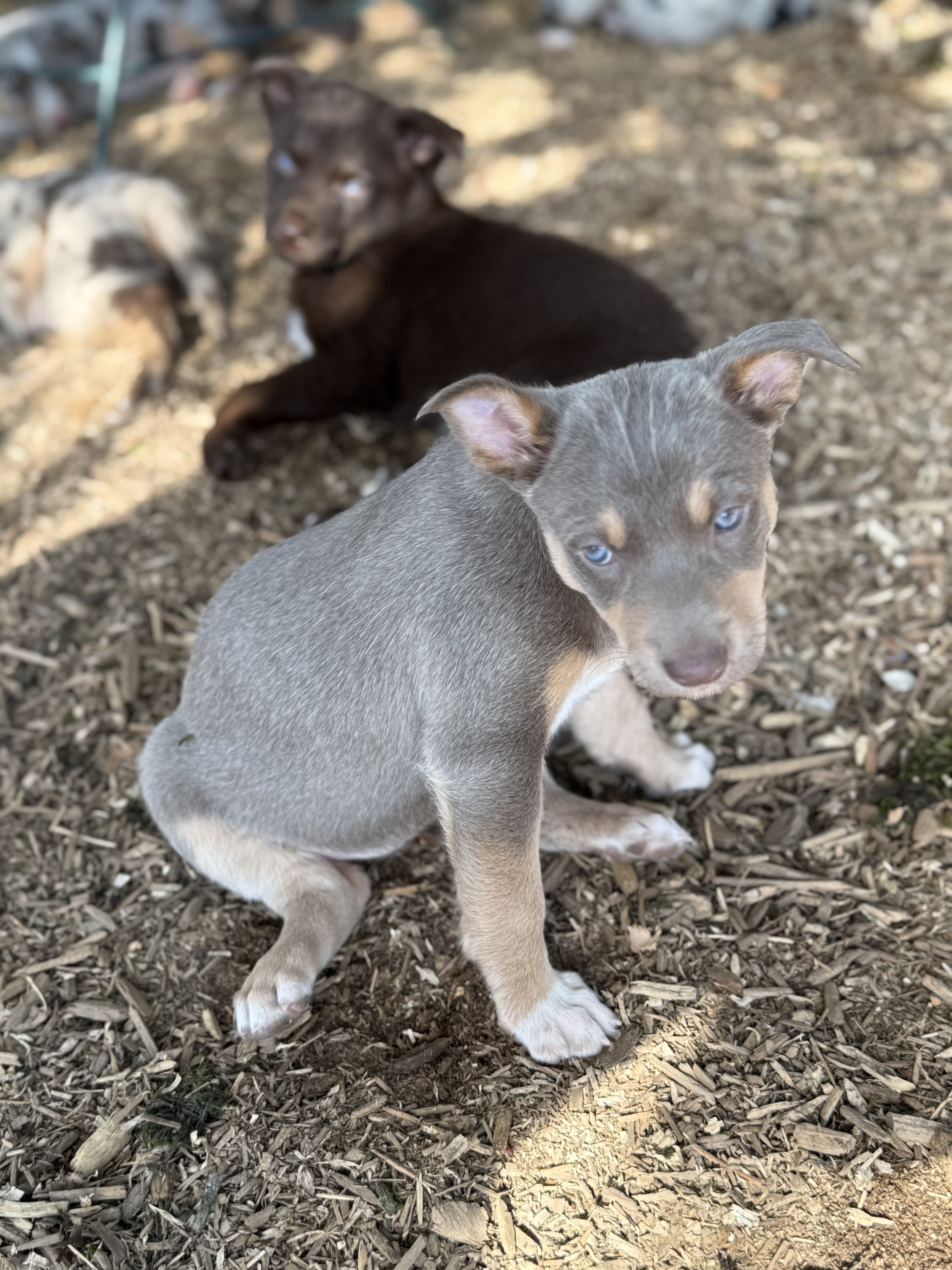 Australian Kelpie/Border Collie pups  2/23,/26 image 2