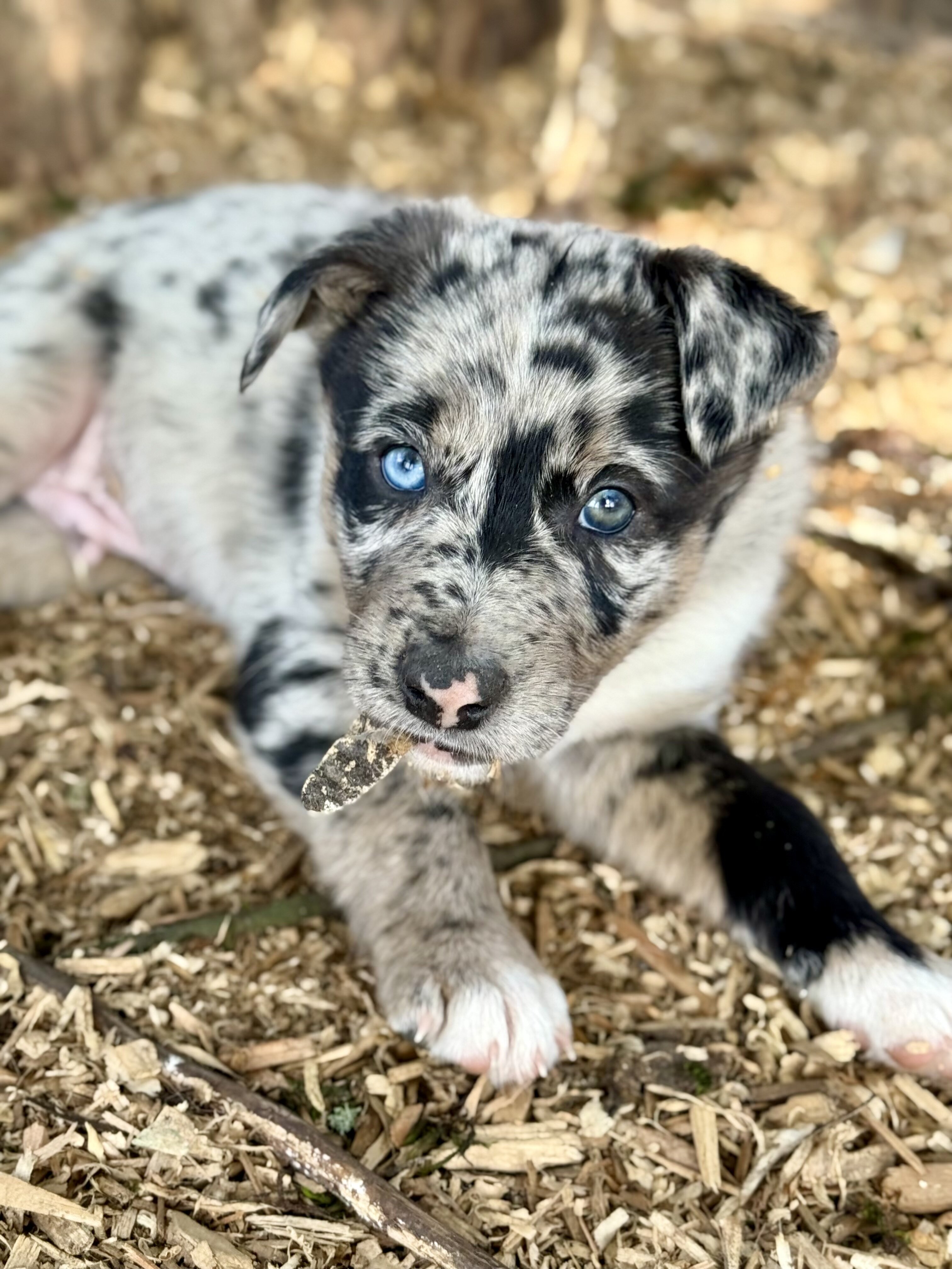 Australian Kelpie/Border Collie pups  2/23,/26 image 5