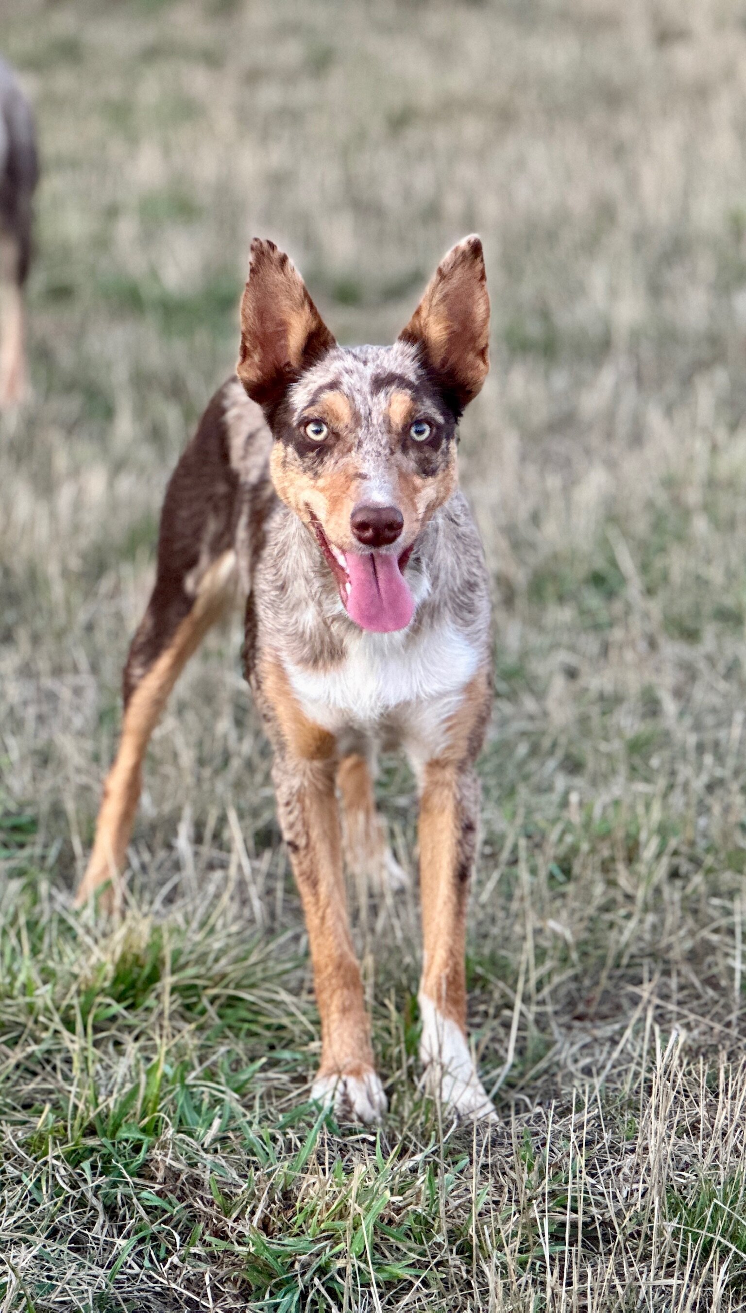 Australian Kelpie/Border Collie pups  2/23,/26 image 8