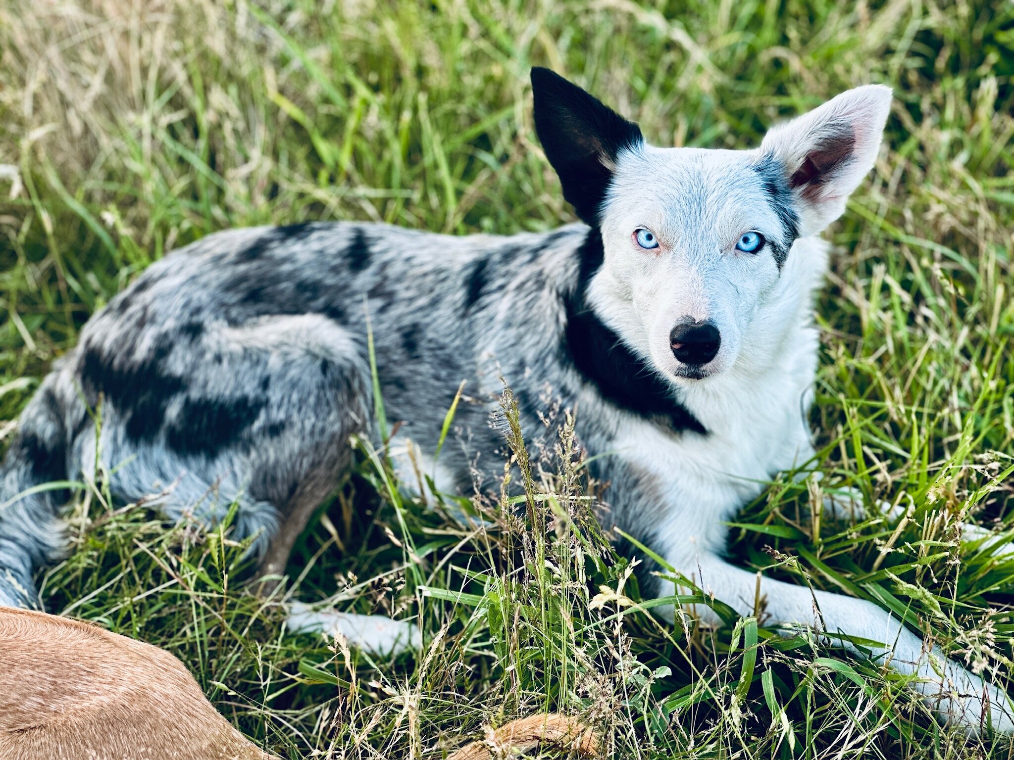 Australian Kelpie/Border Collie pups  2/23,/26 image 6