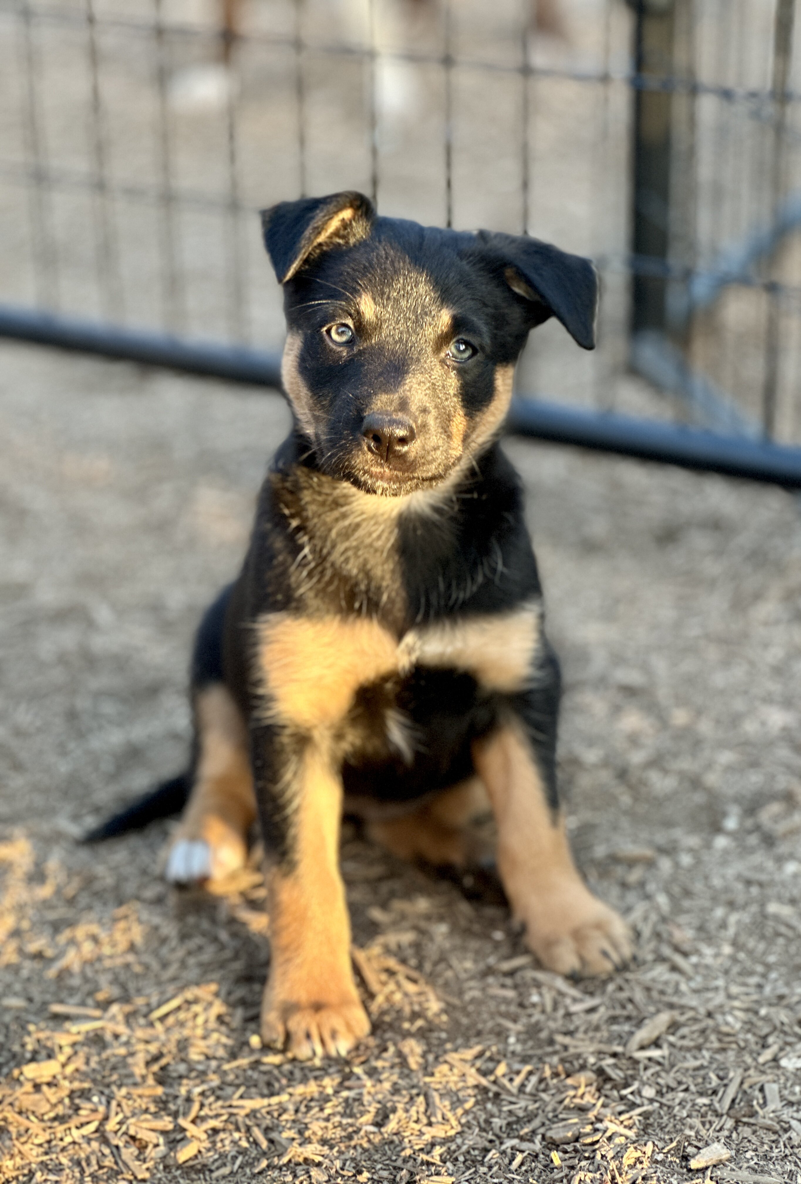 Australian Kelpie/Border Collie pups  2/23,/26 image 9