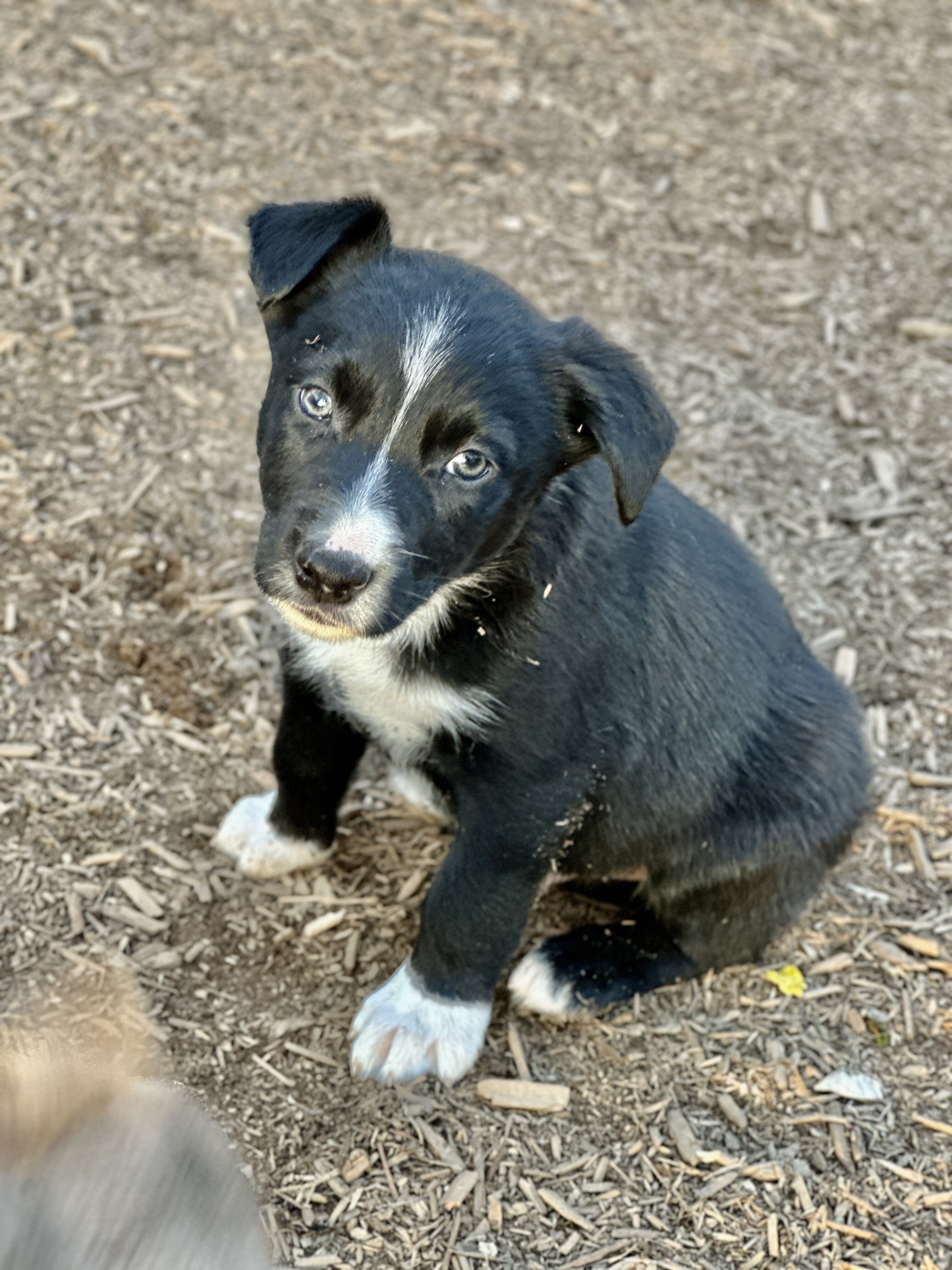 Australian Kelpie/Border Collie pups  2/23,/26 image 10
