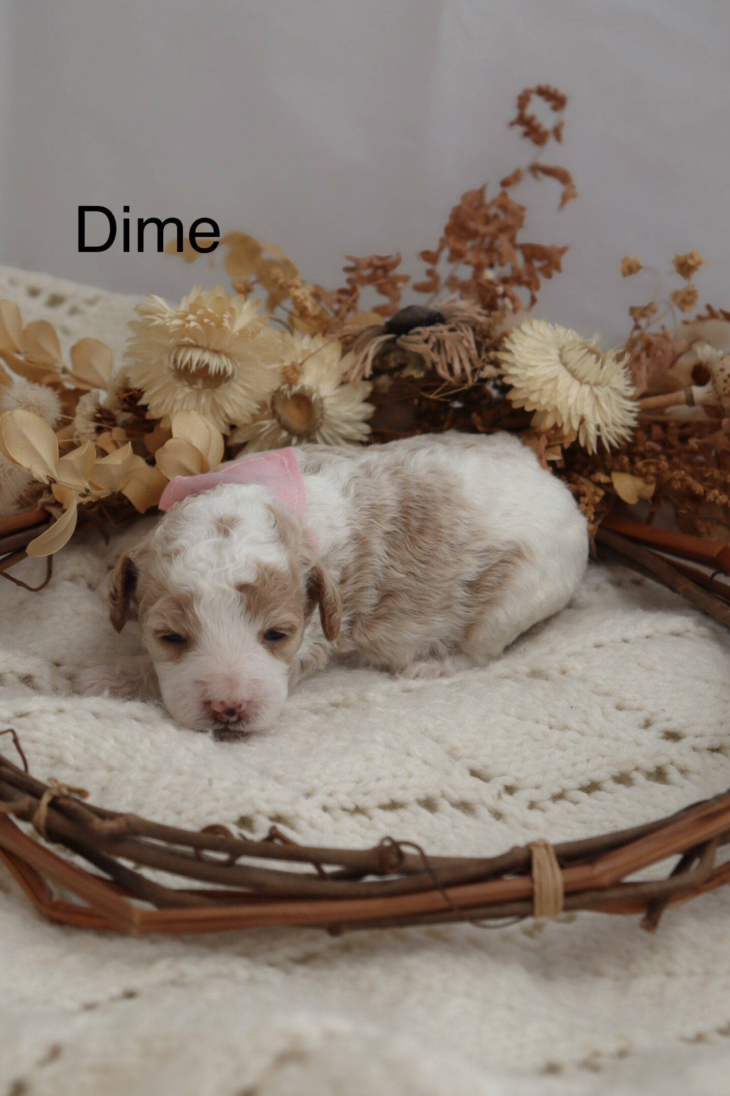 Micro Mini Golden Doodle Puppies! image 4