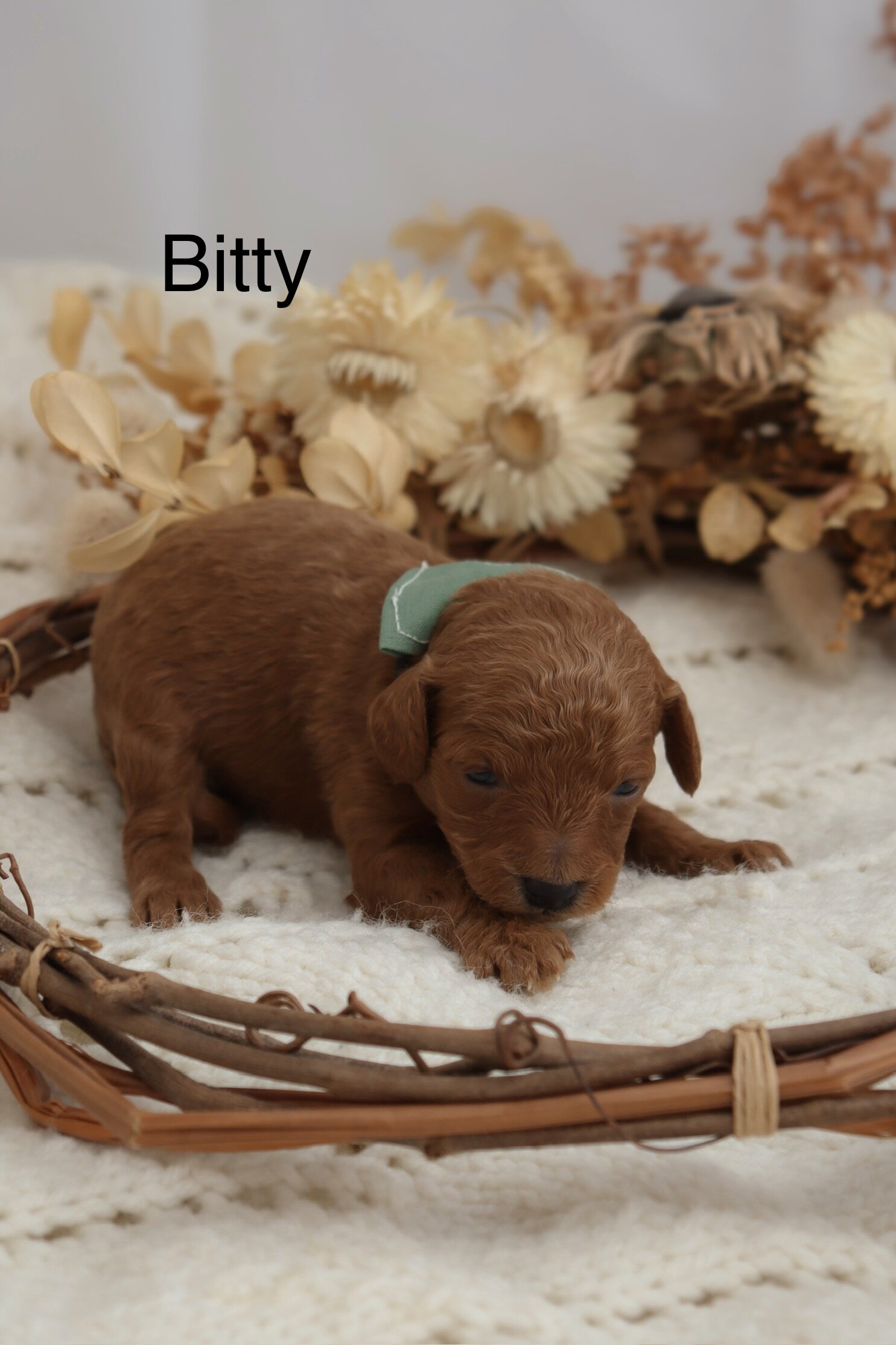 Micro Mini Golden Doodle Puppies! image 7