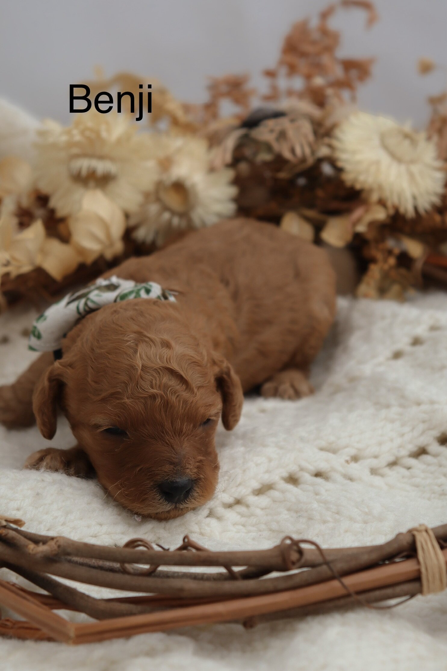 Micro Mini Golden Doodle Puppies! image 6