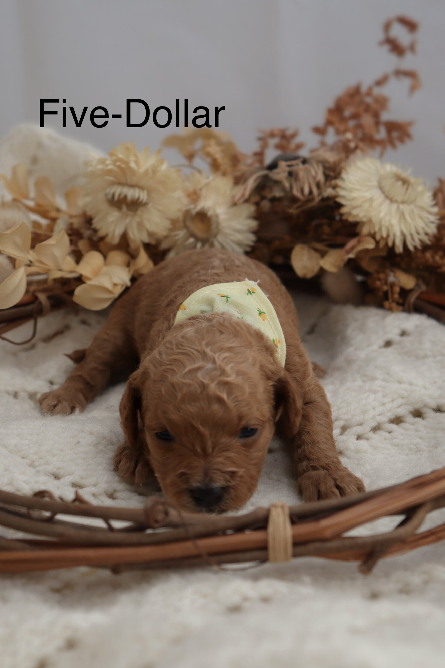 Micro Mini Golden Doodle Puppies! image 2