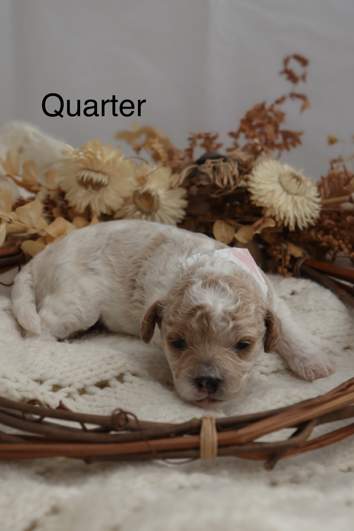 Micro Mini Golden Doodle Puppies! image 5