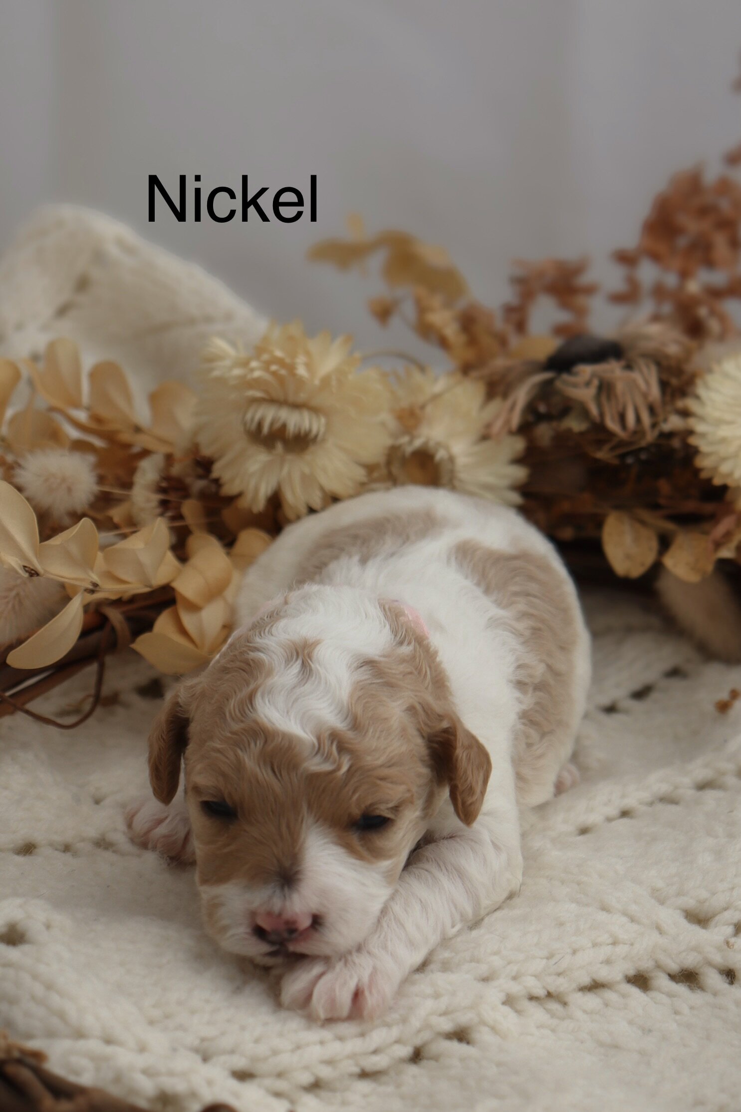 Micro Mini Golden Doodle Puppies! image 3