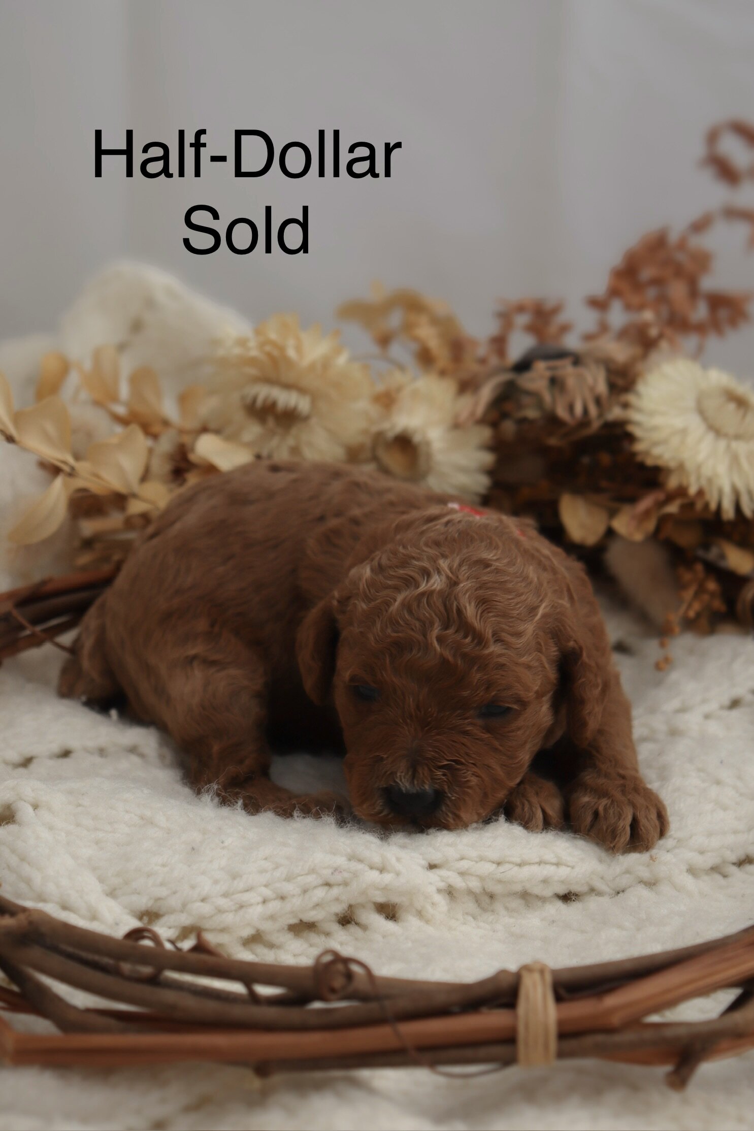 Micro Mini Golden Doodle Puppies! image 1