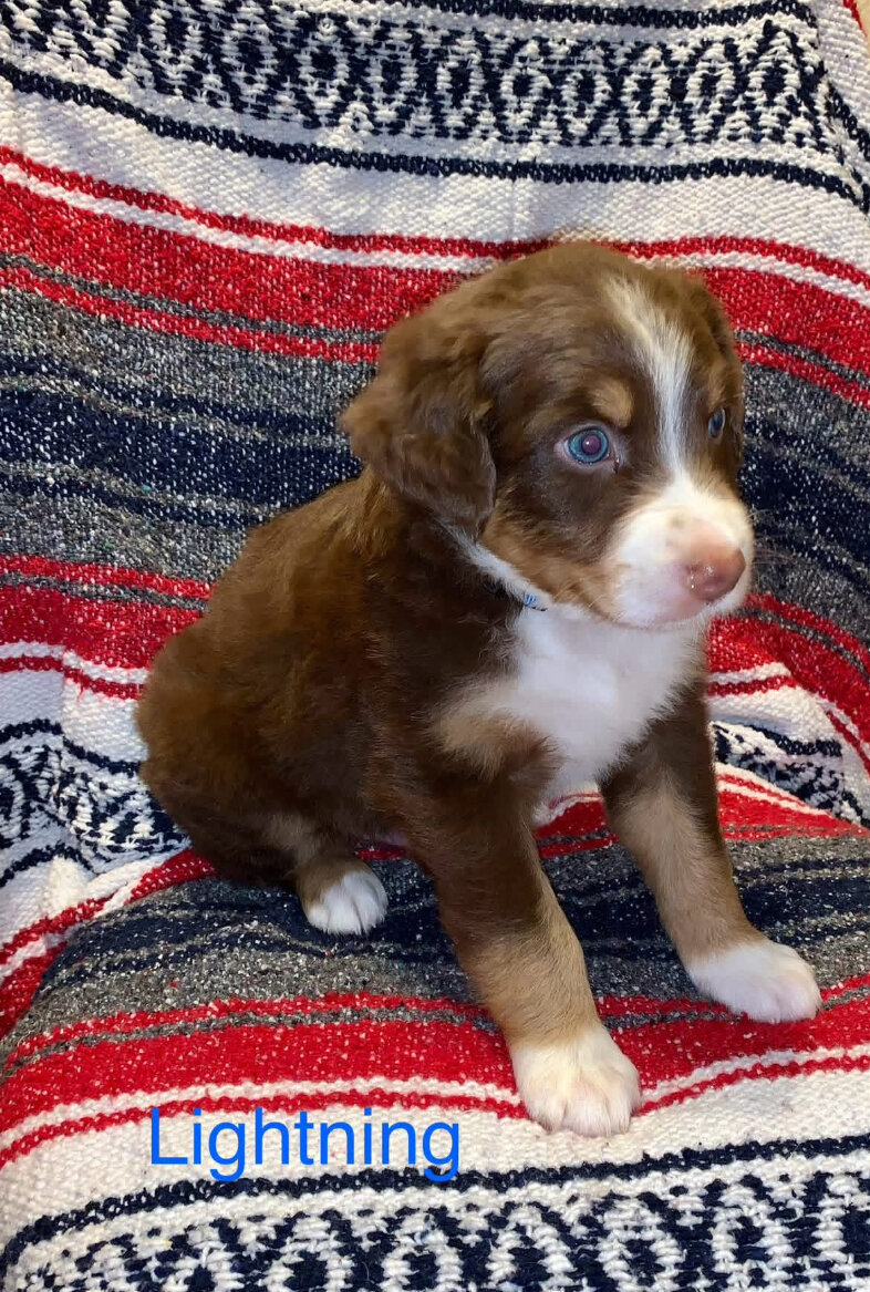 Registered Australian Shepherds Standard image 6