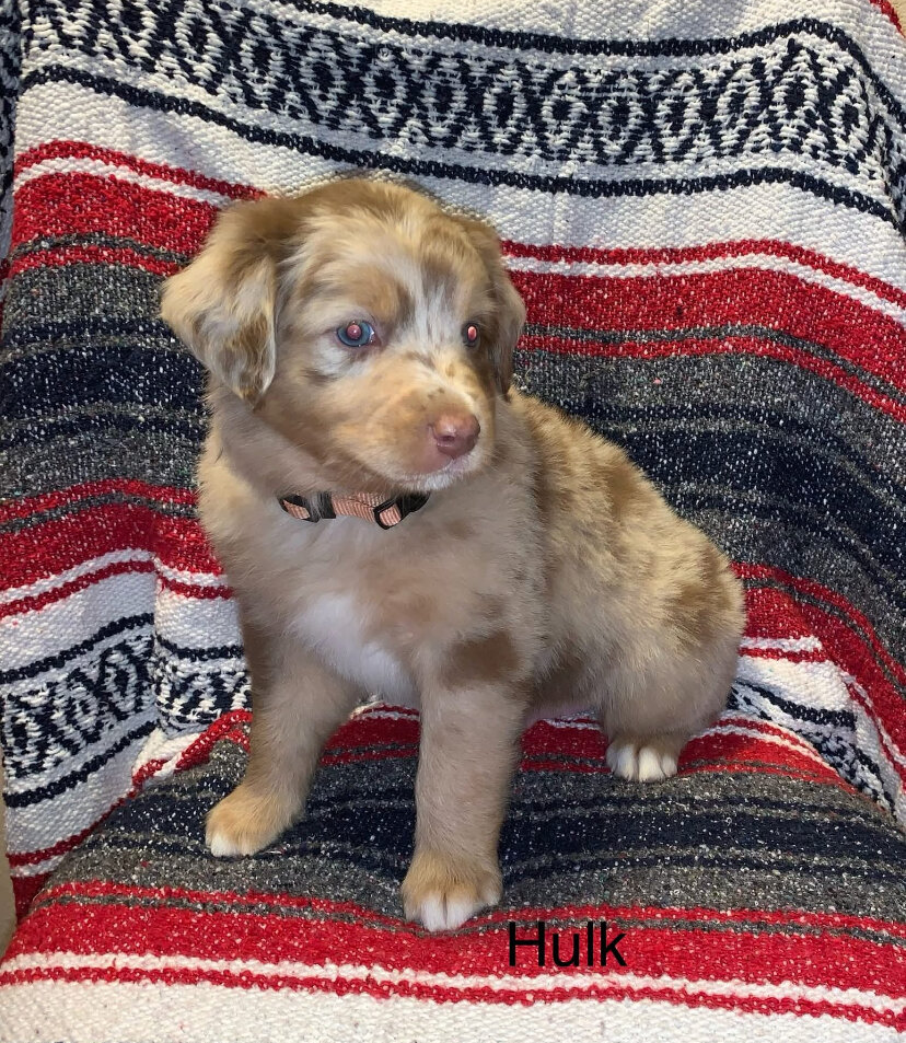 Registered Australian Shepherds Standard image 5