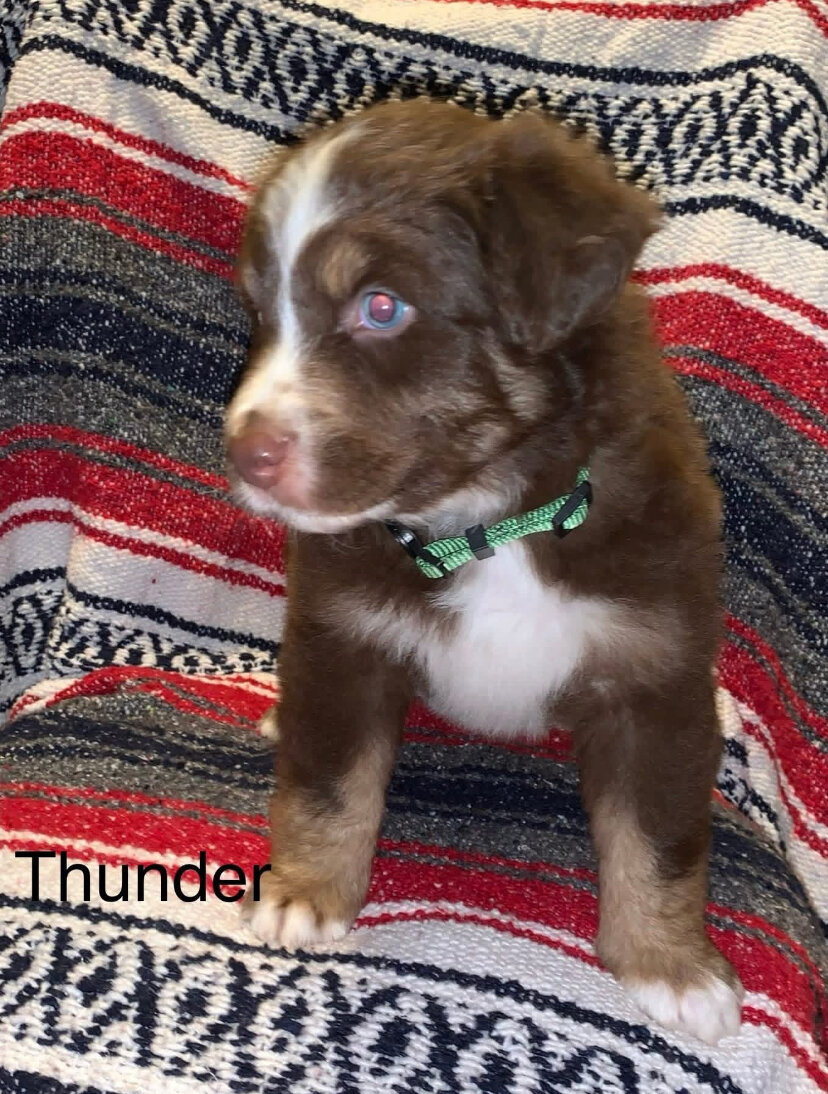Registered Australian Shepherds Standard image 8