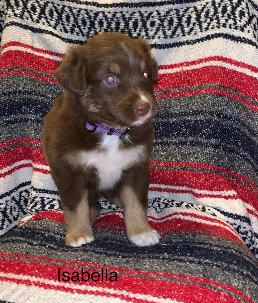 Registered Australian Shepherds Standard image 7