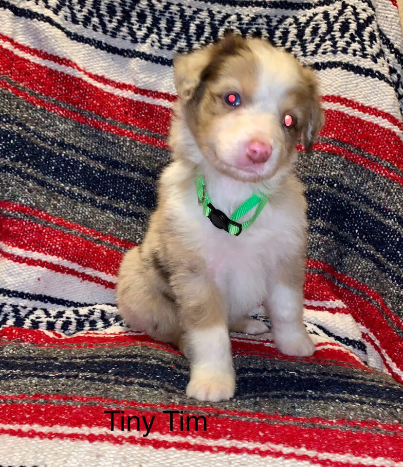 Registered Australian Shepherds Standard image 4