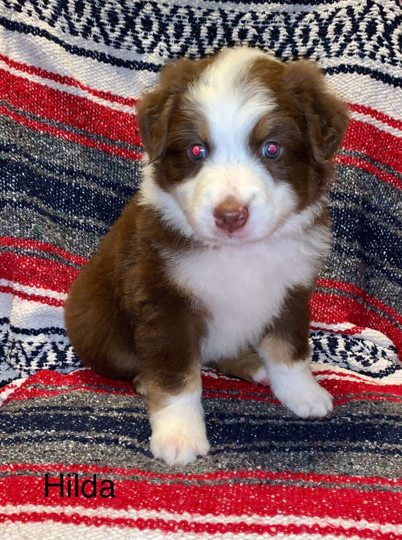 Registered Australian Shepherds Standard image 3
