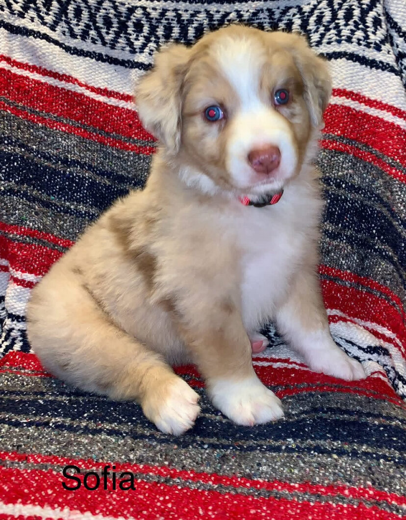 Registered Australian Shepherds Standard image 1