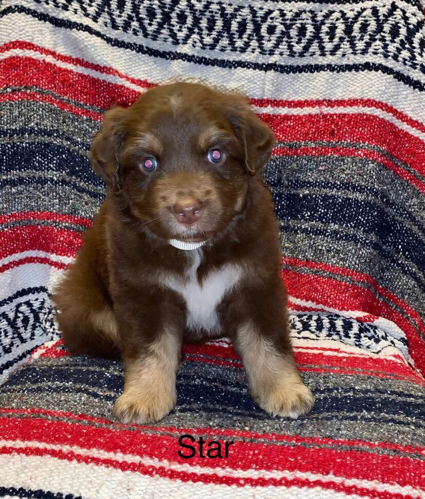 Registered Australian Shepherds Standard image 2