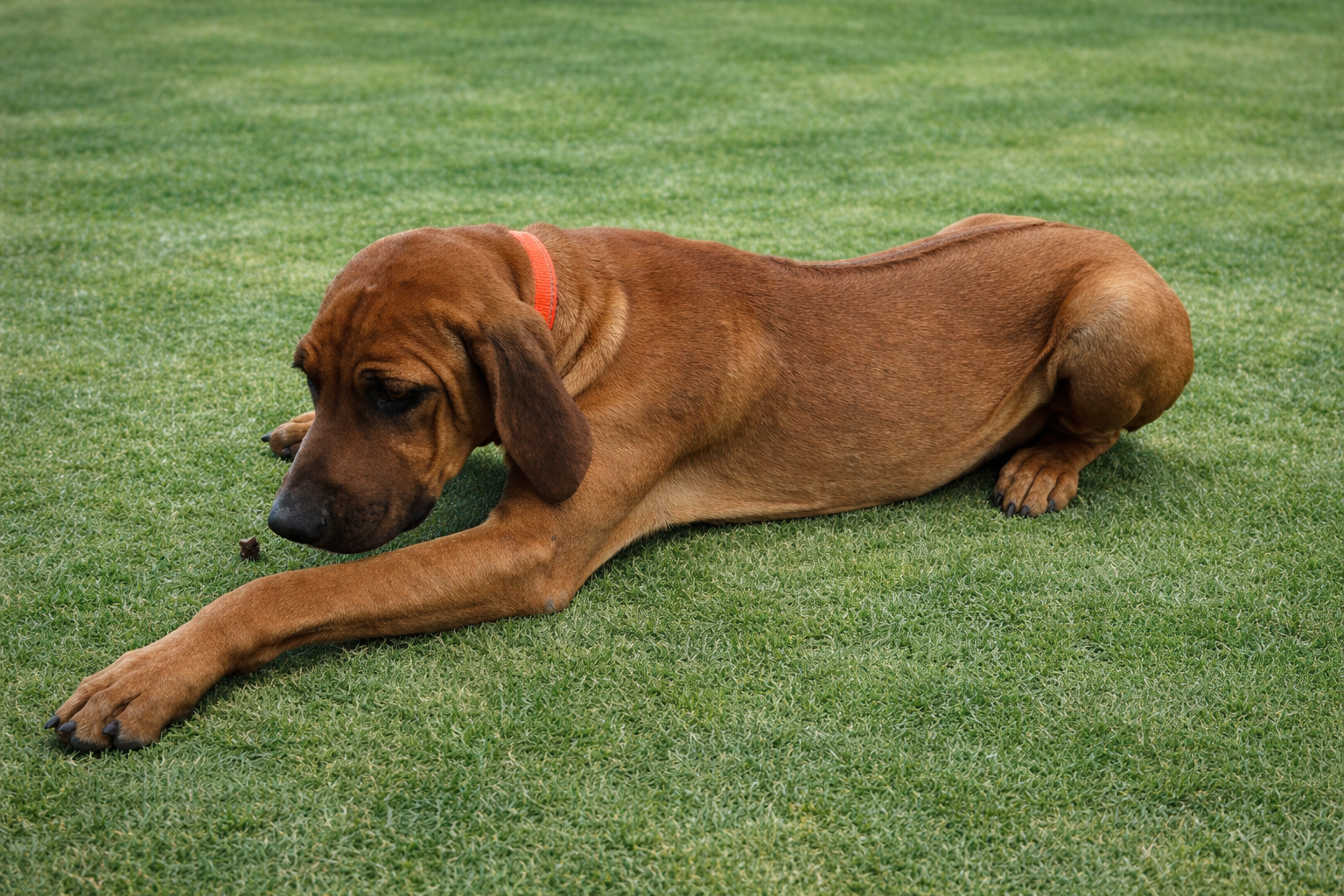 Rhodesian Ridgeback Puppies image 5