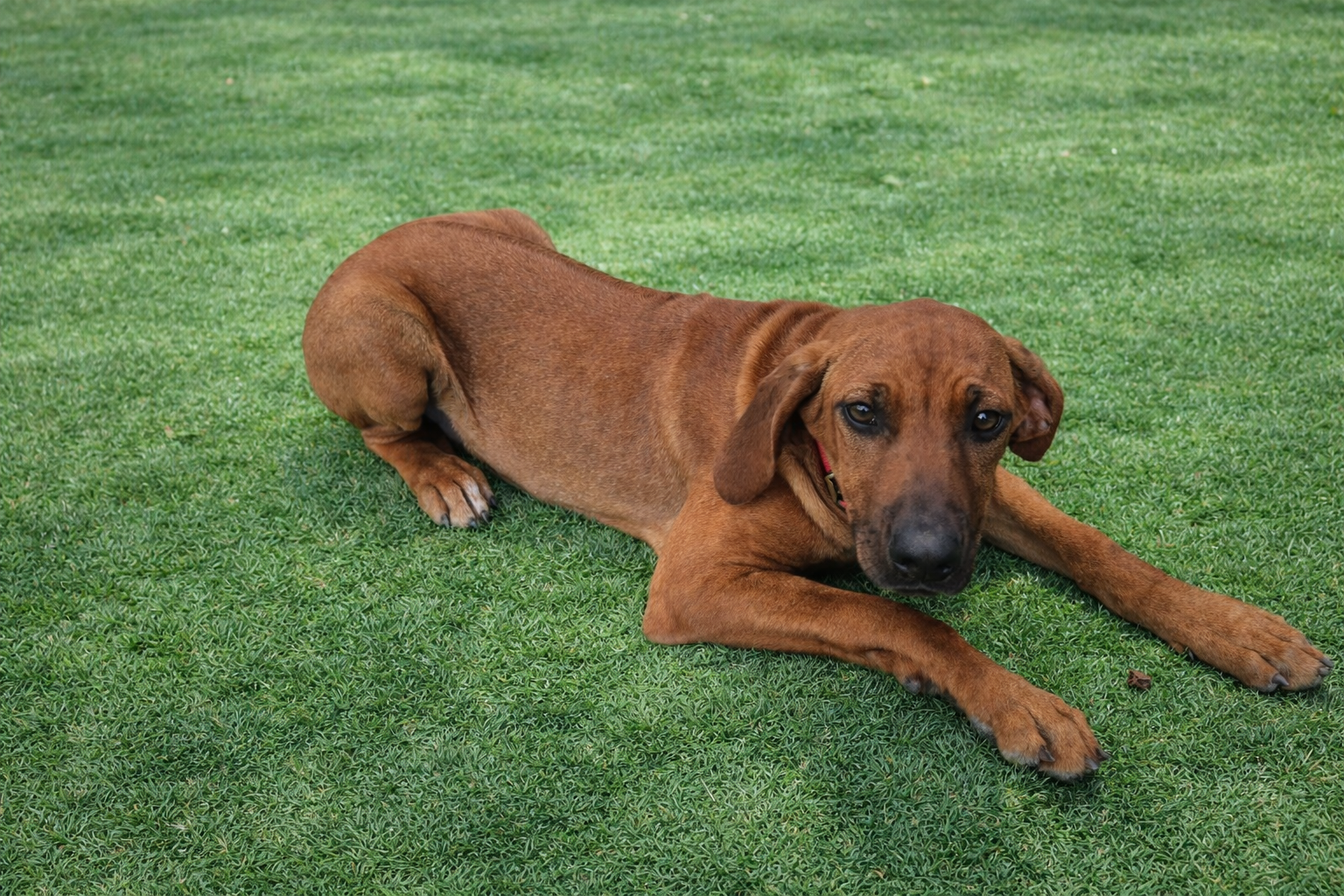 Rhodesian Ridgeback Puppies image 4