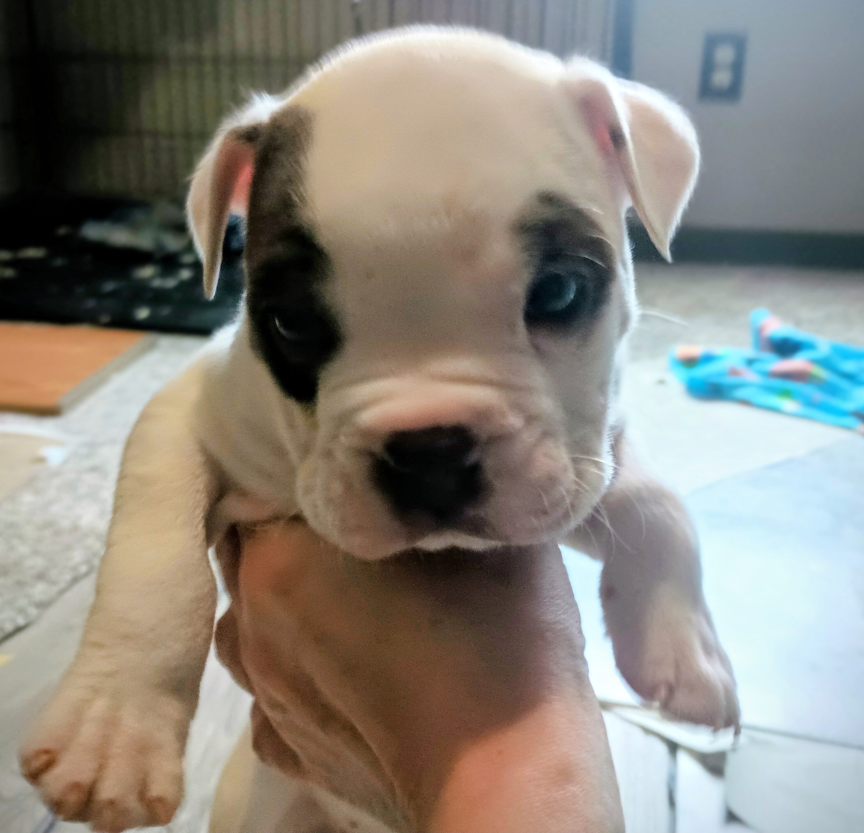 Puppies to rehome image 1