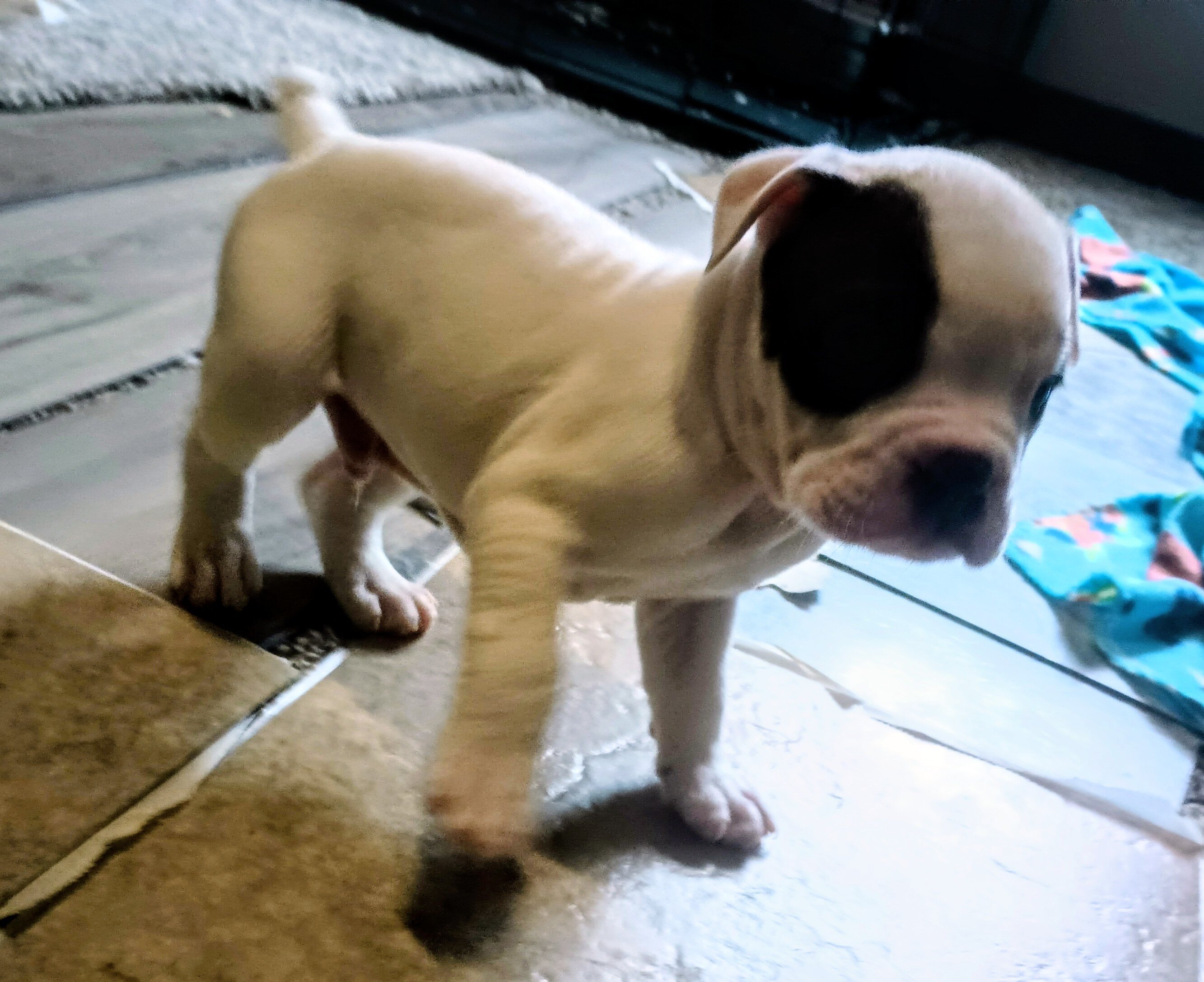 Puppies to rehome image 2