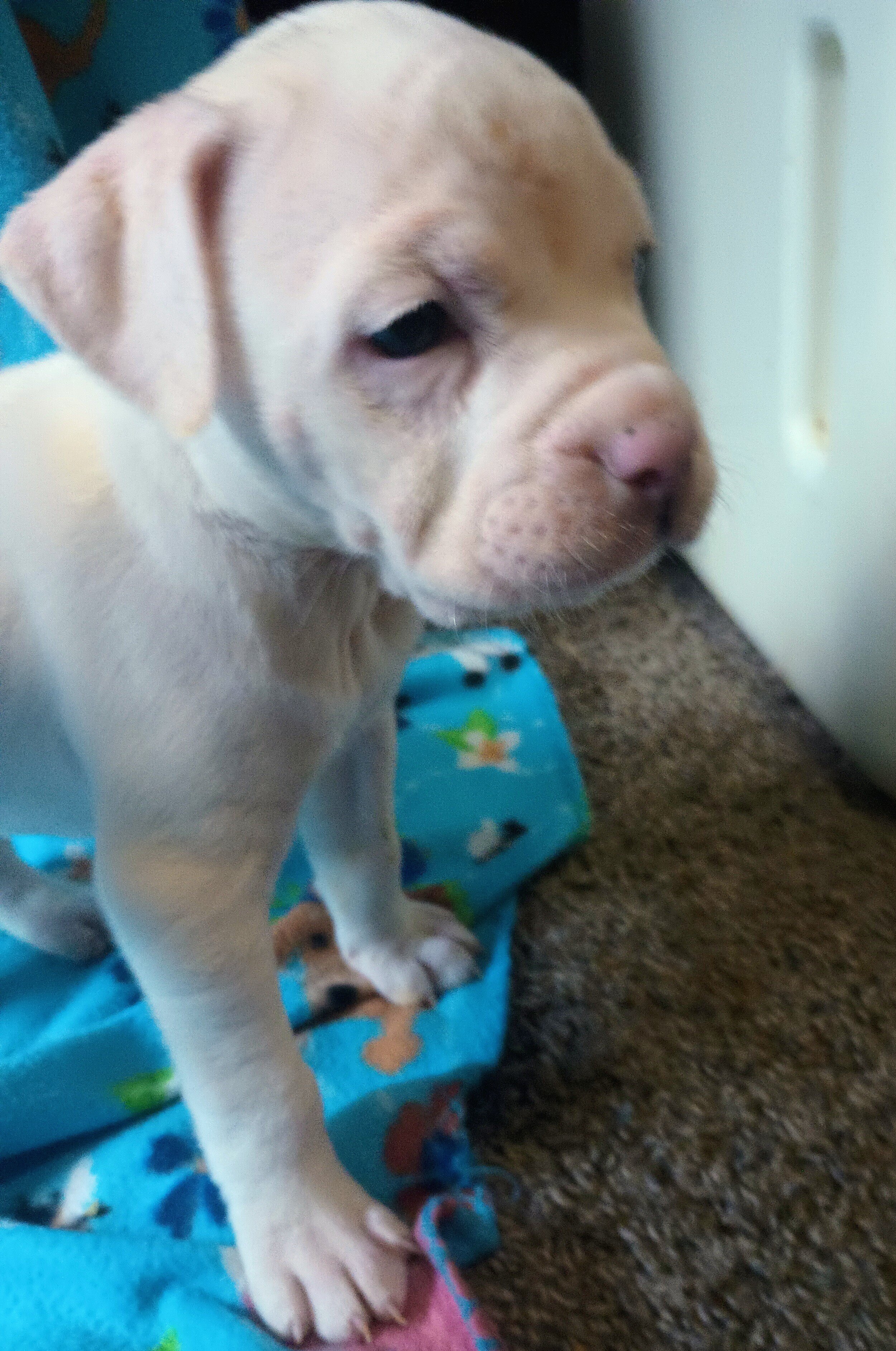 Puppies to rehome image 6