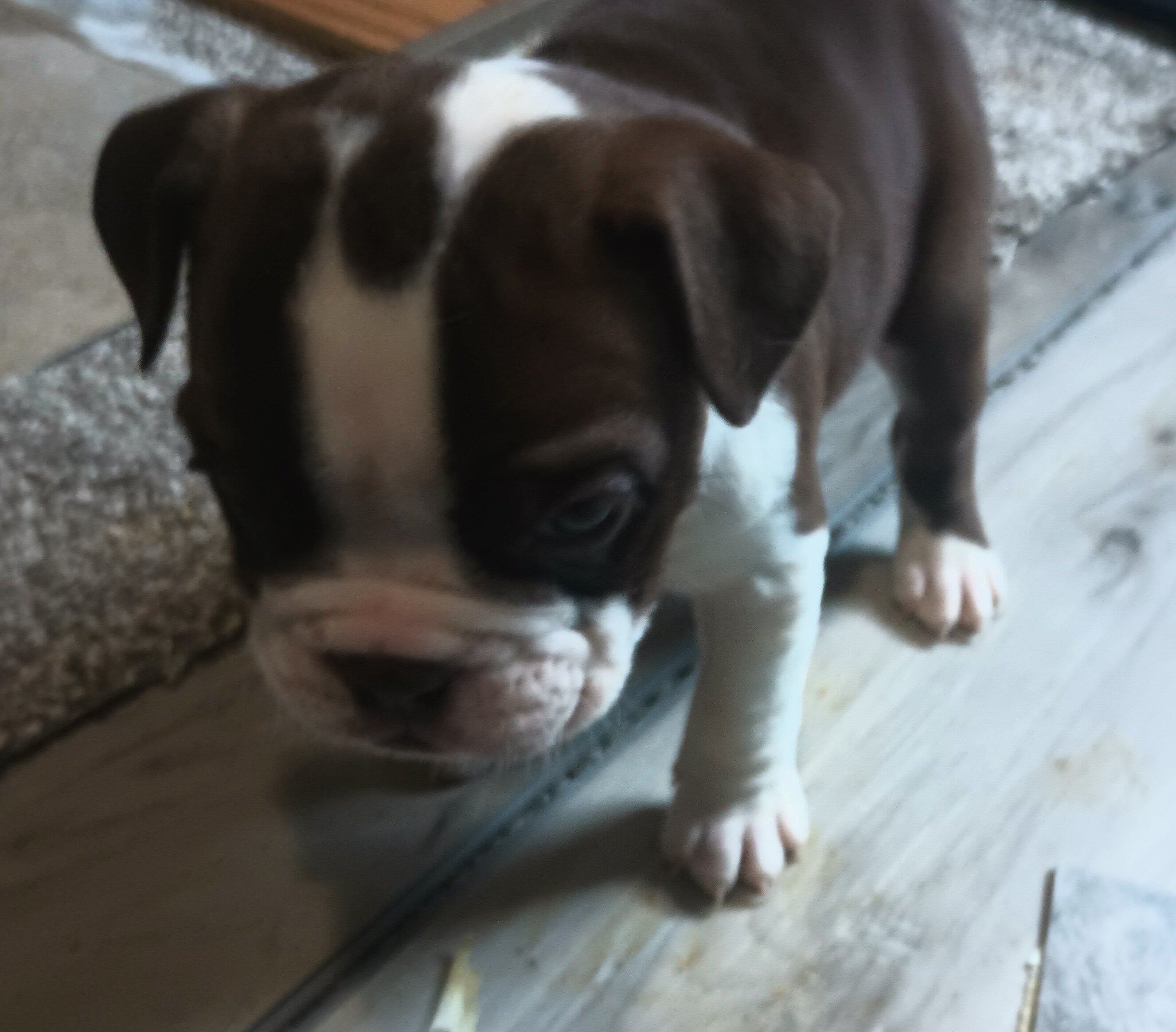 Puppies to rehome image 8