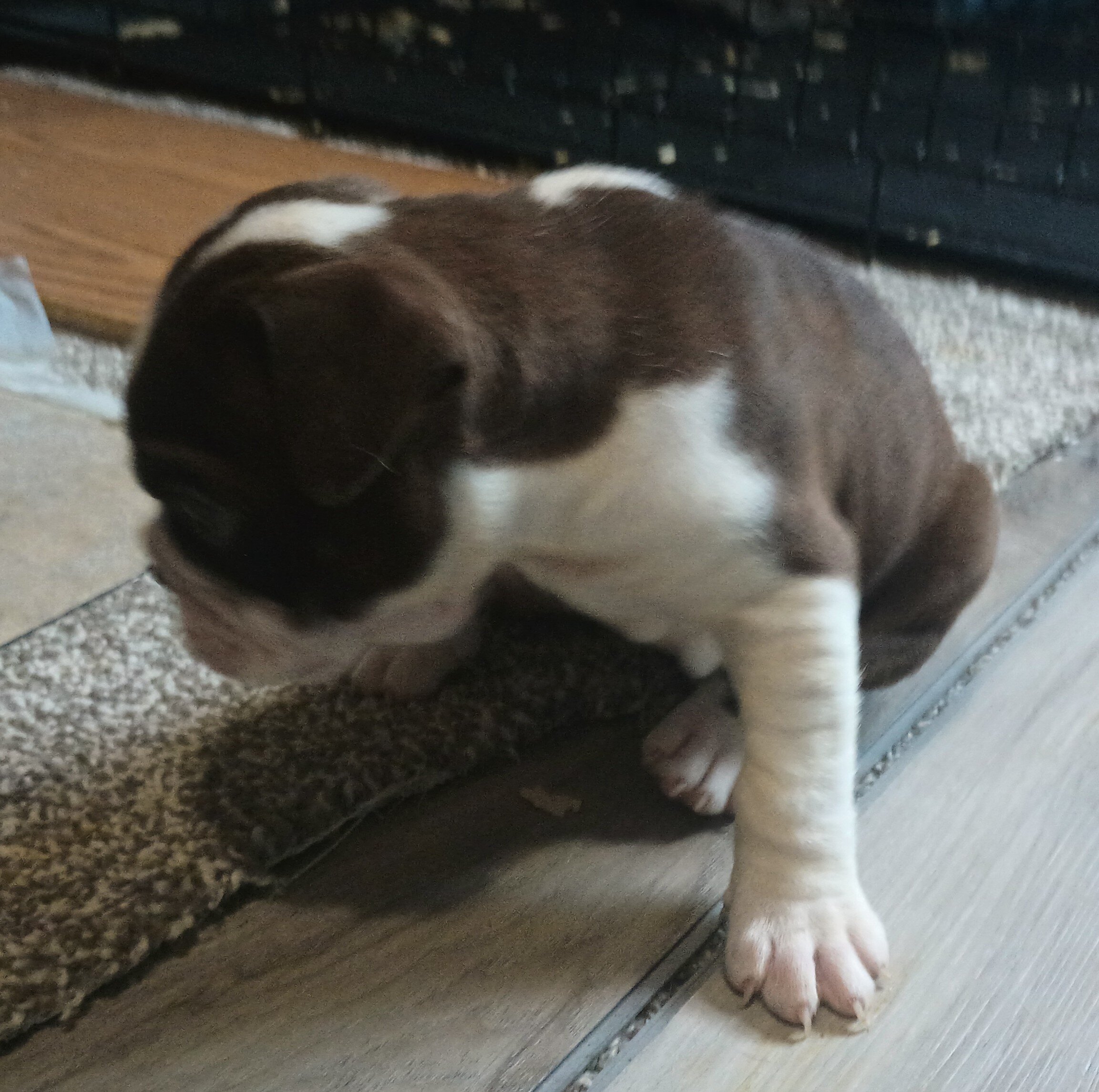Puppies to rehome image 7