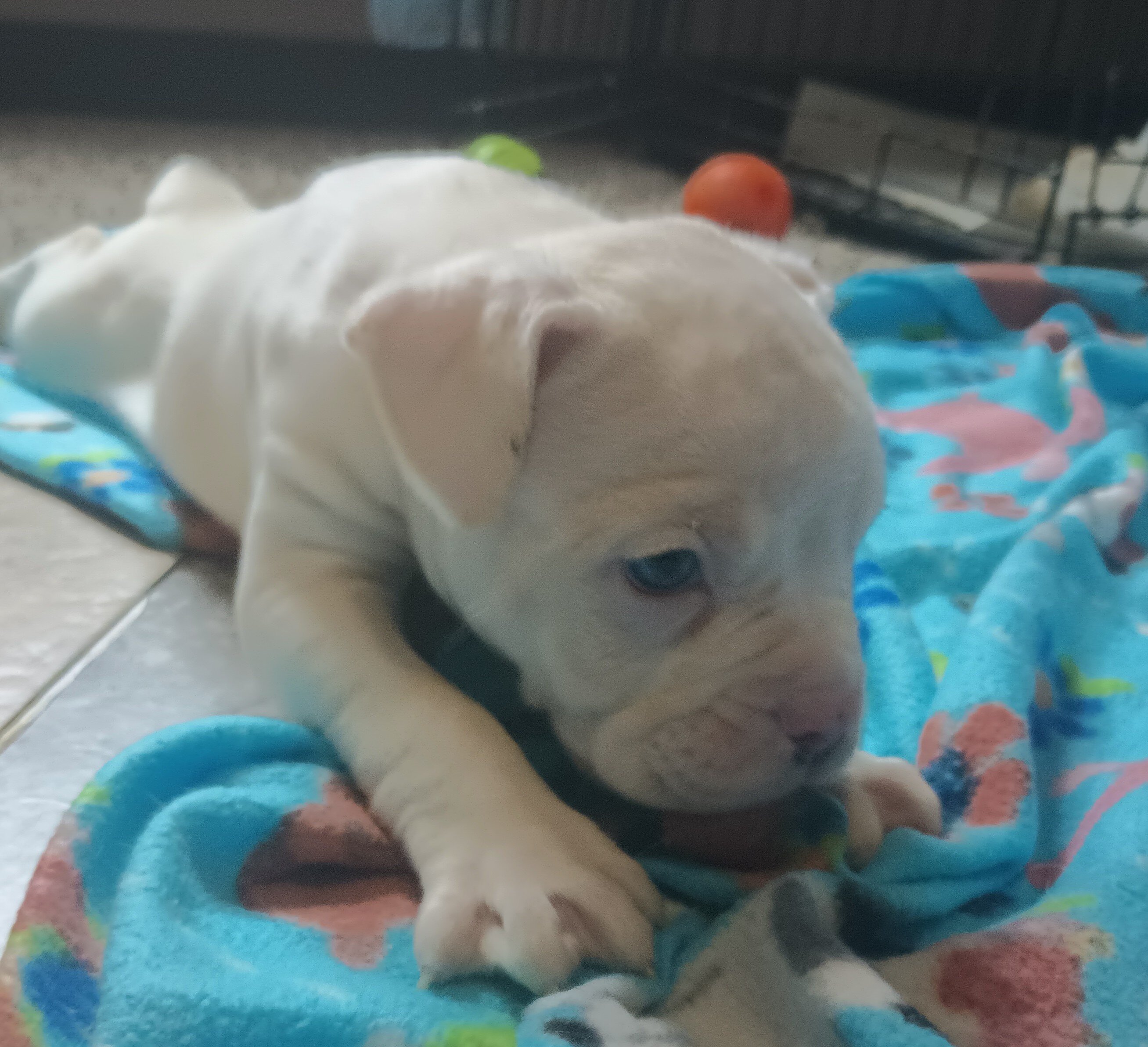 Puppies to rehome image 4