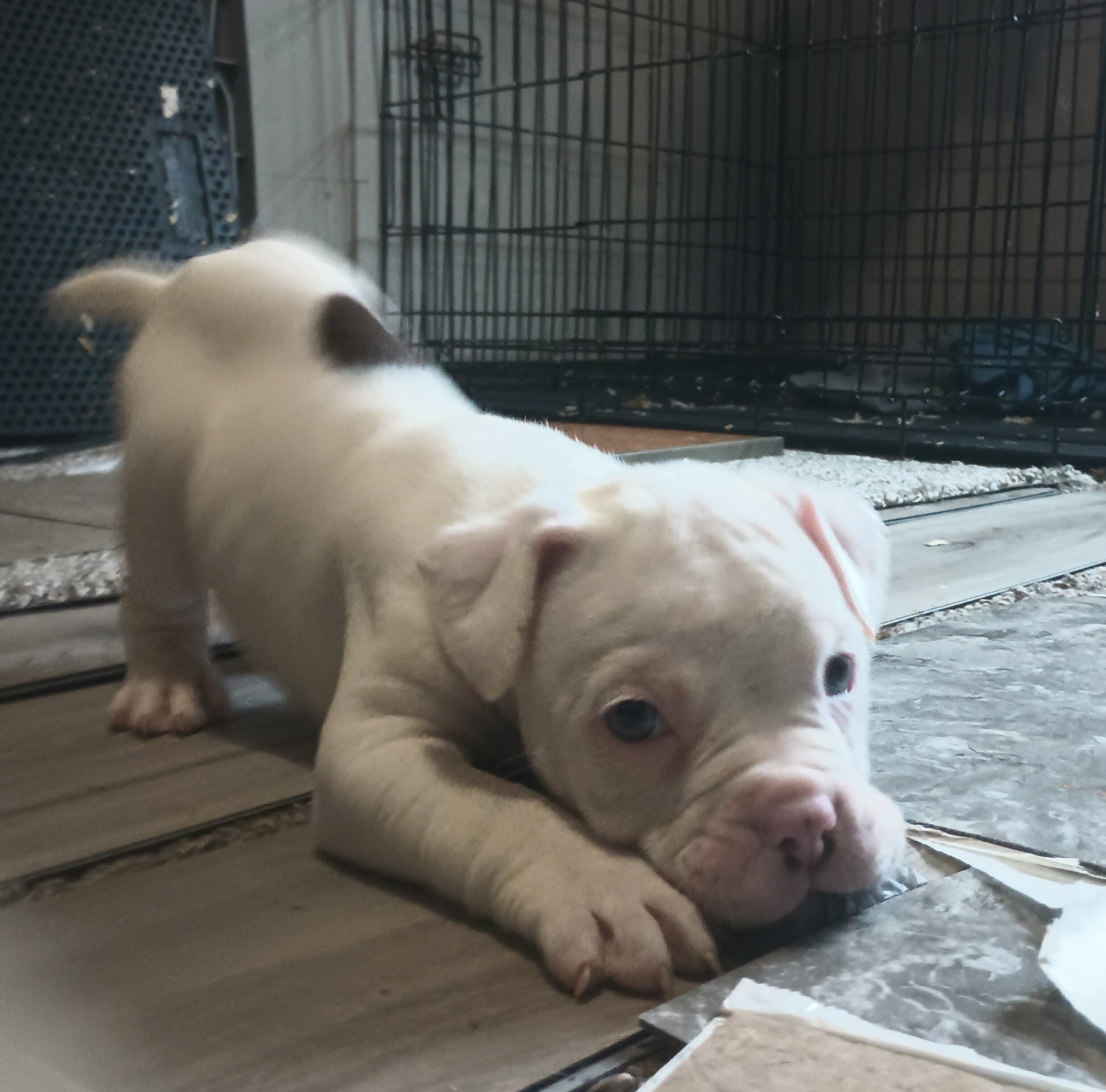 Puppies to rehome image 3