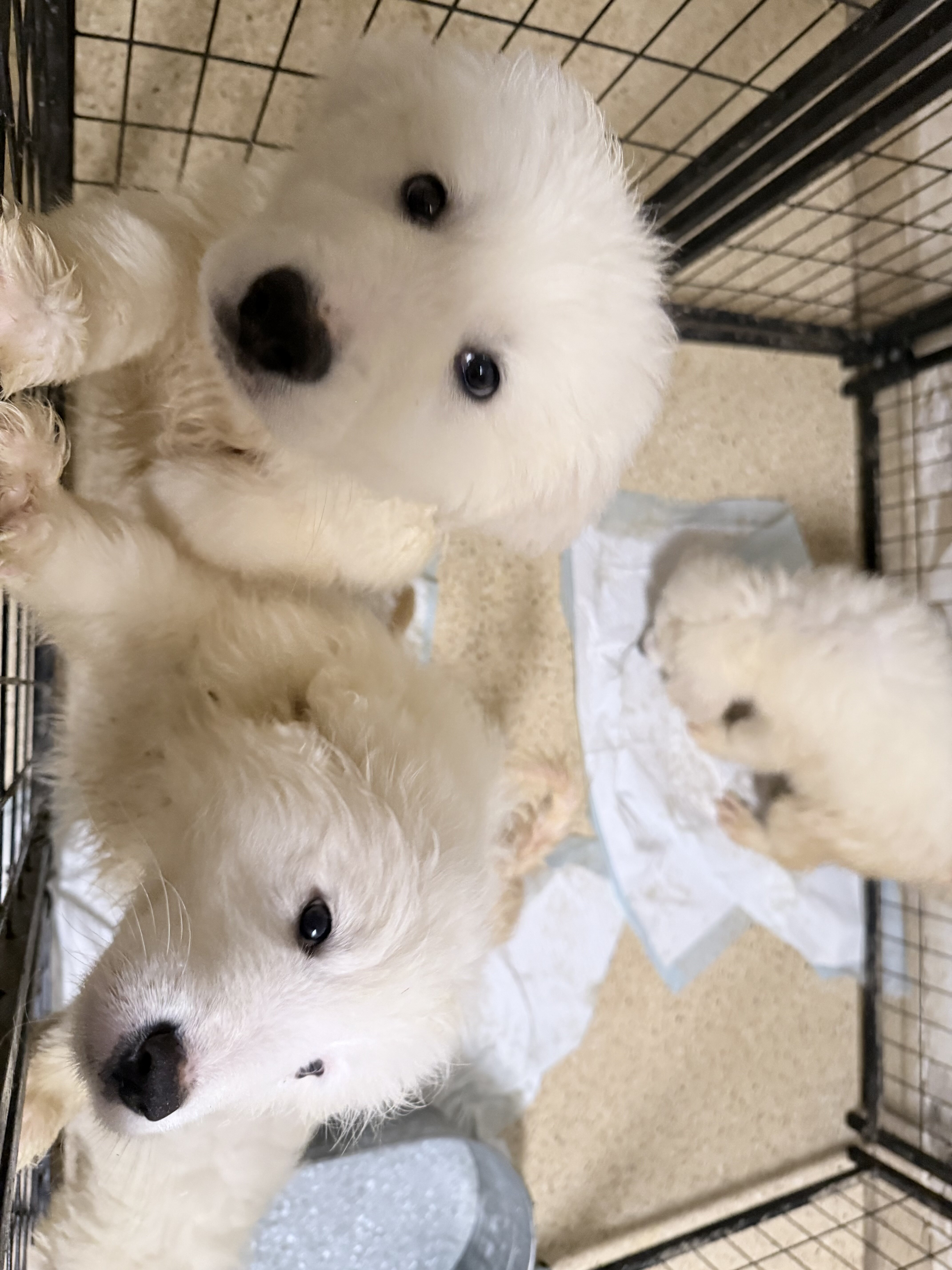 ✨ Great Pyrenees Puppies🐾 - New Home Ready image 2
