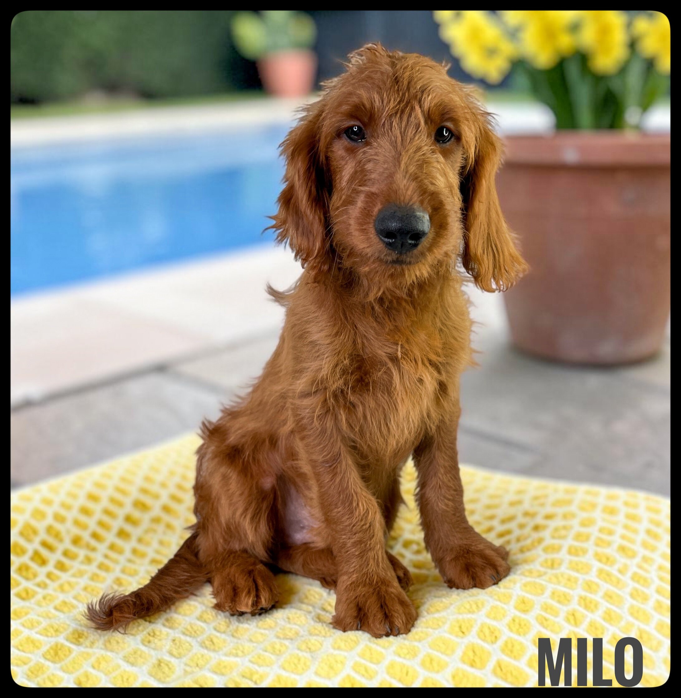 Milo - F1b Goldendoodle image 1