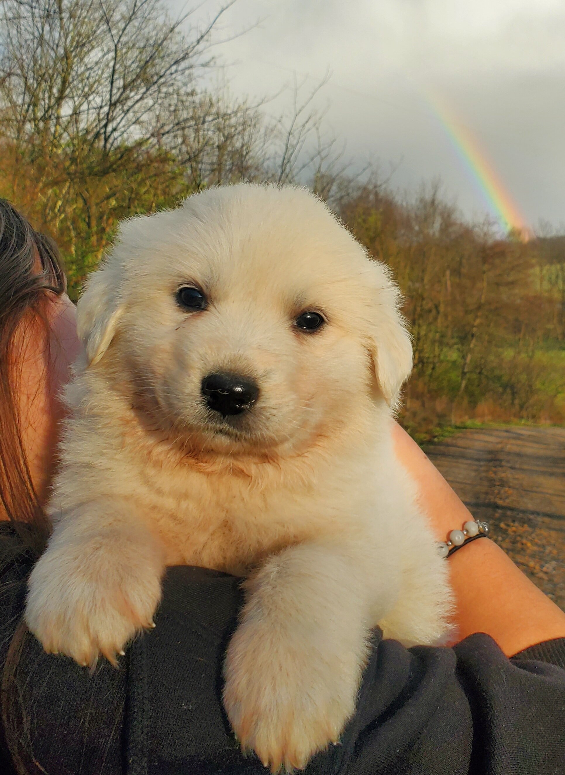 Great Pyrenees puppies image 1