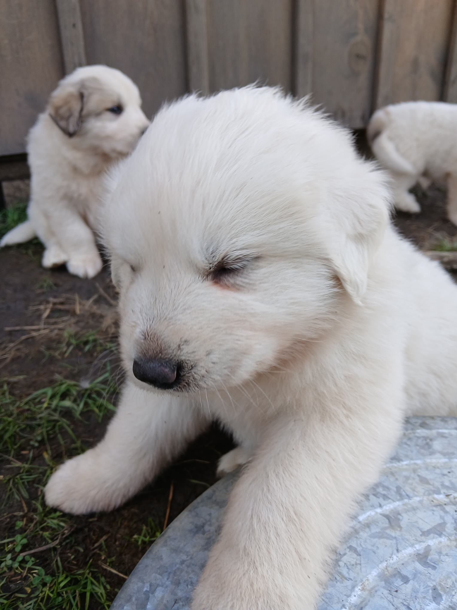 Great Pyrenees puppies image 8
