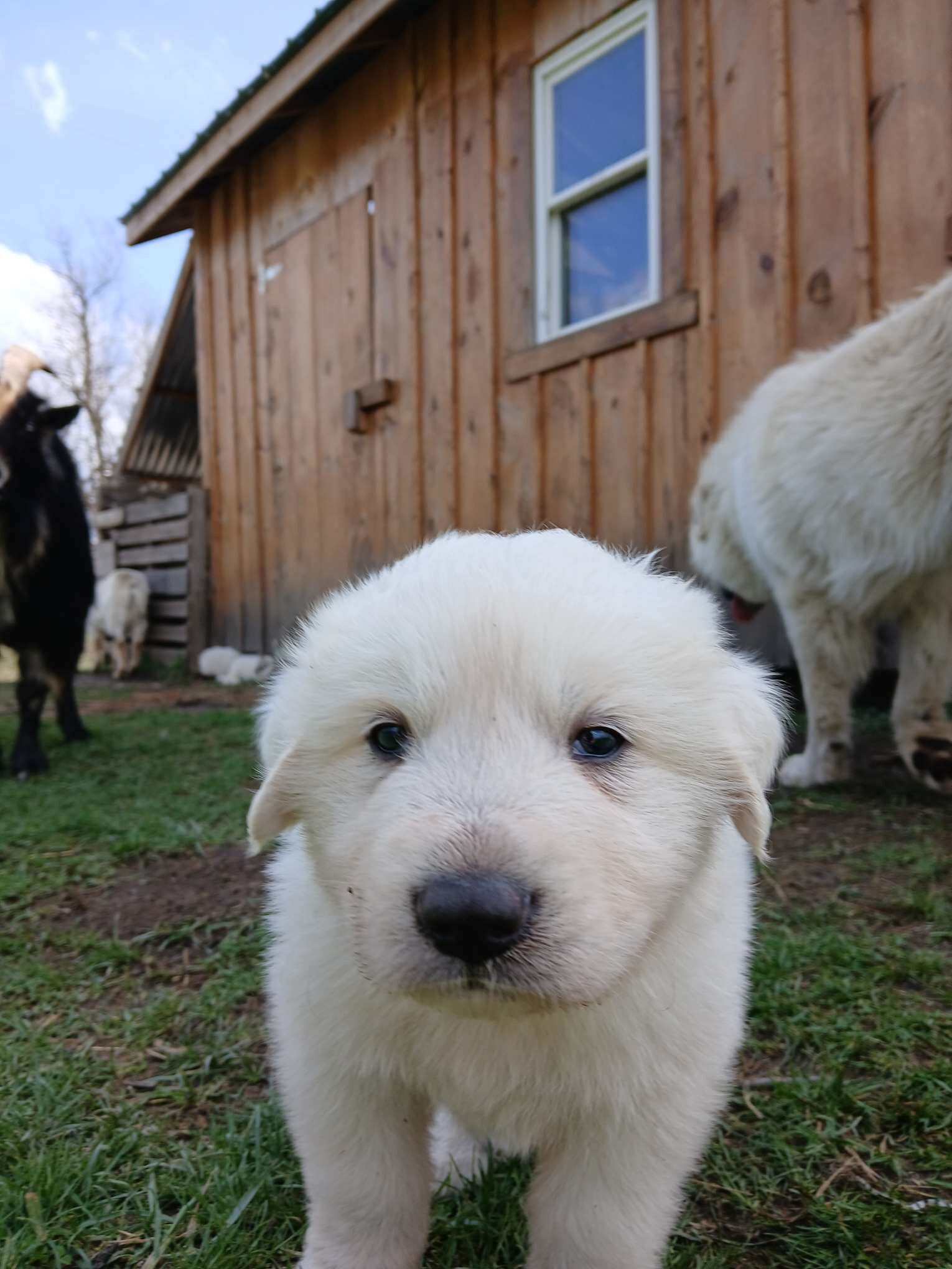 Great Pyrenees puppies image 7