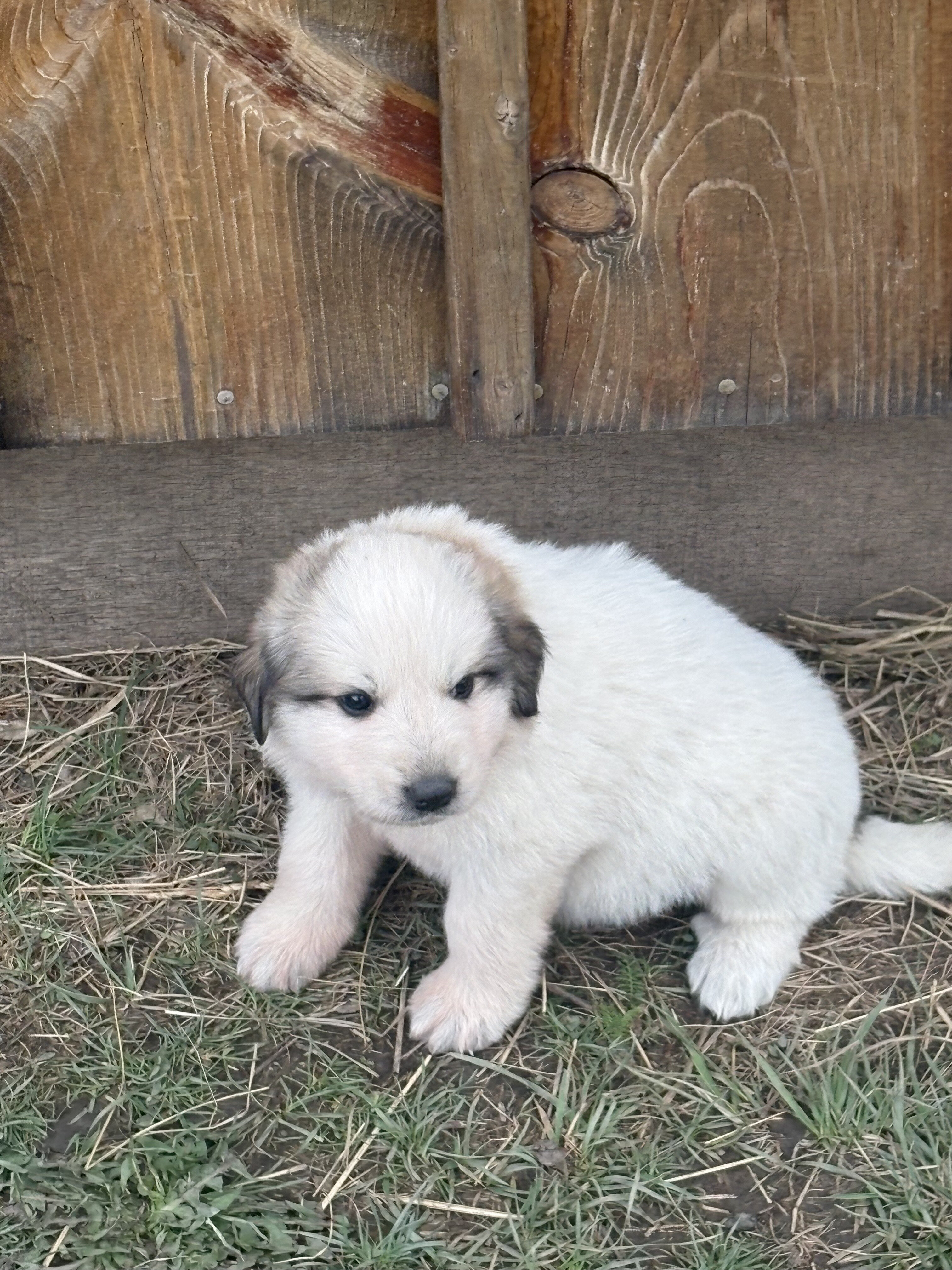 Great Pyrenees puppies image 6