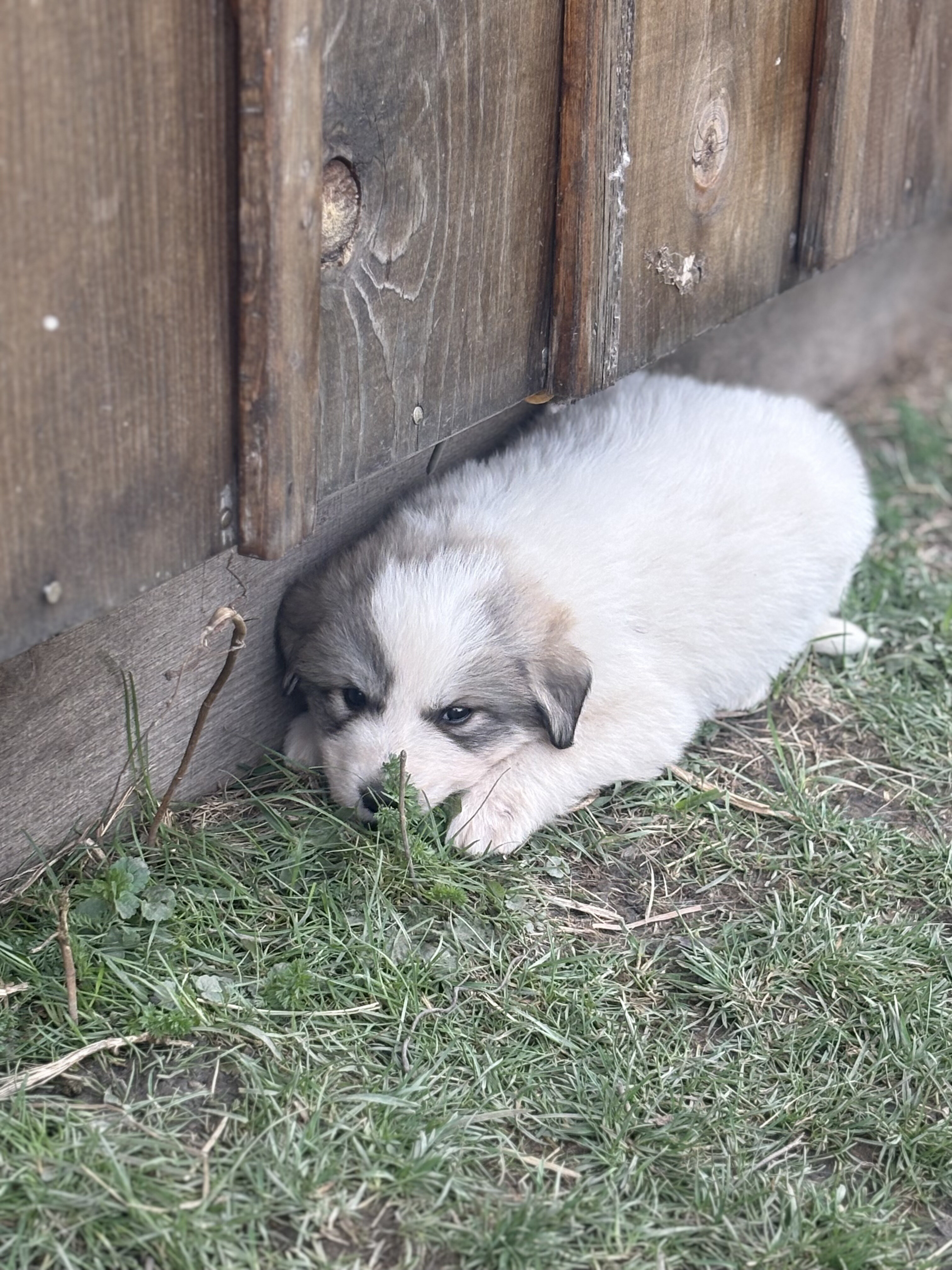 Great Pyrenees puppies image 3
