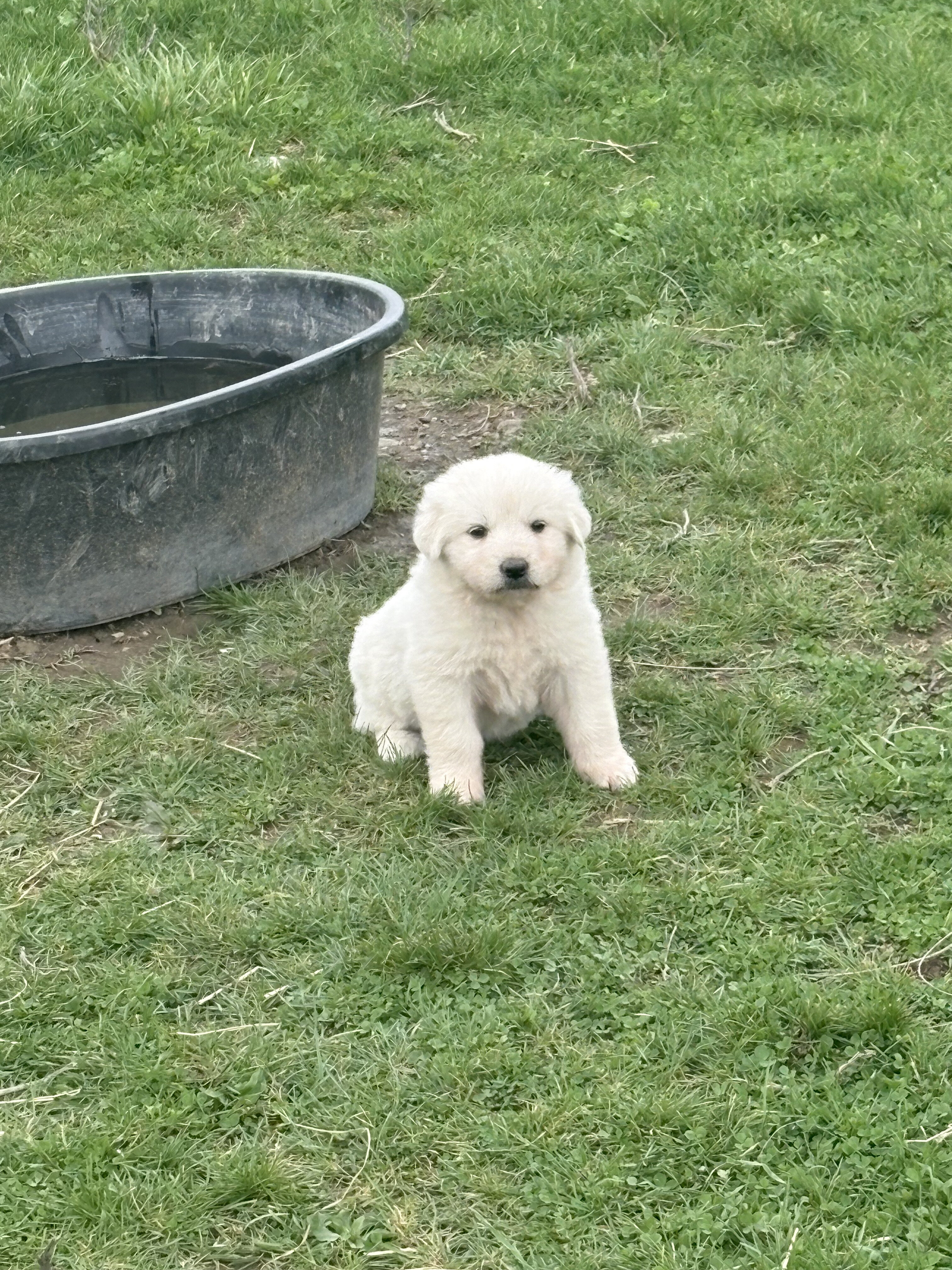 Great Pyrenees puppies image 5
