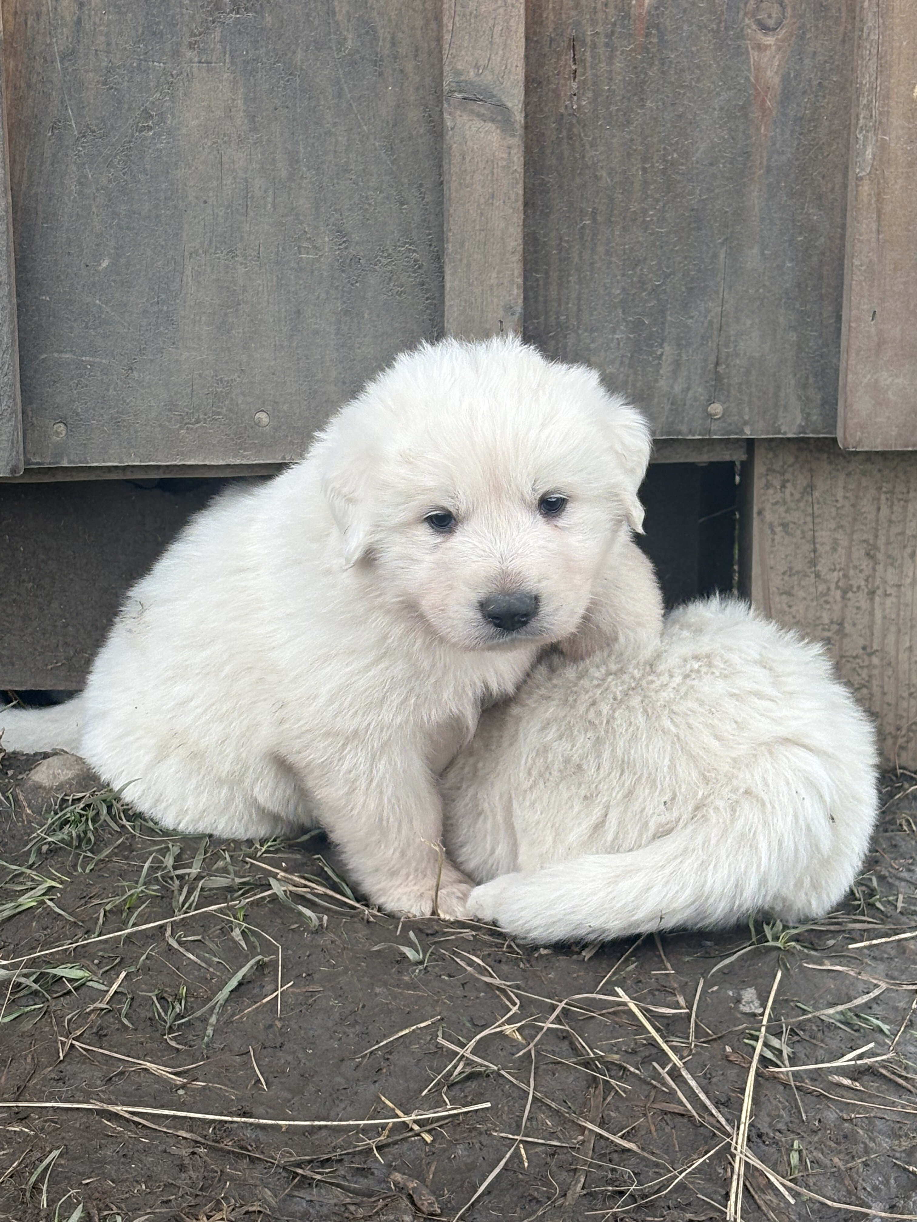 Great Pyrenees puppies image 2
