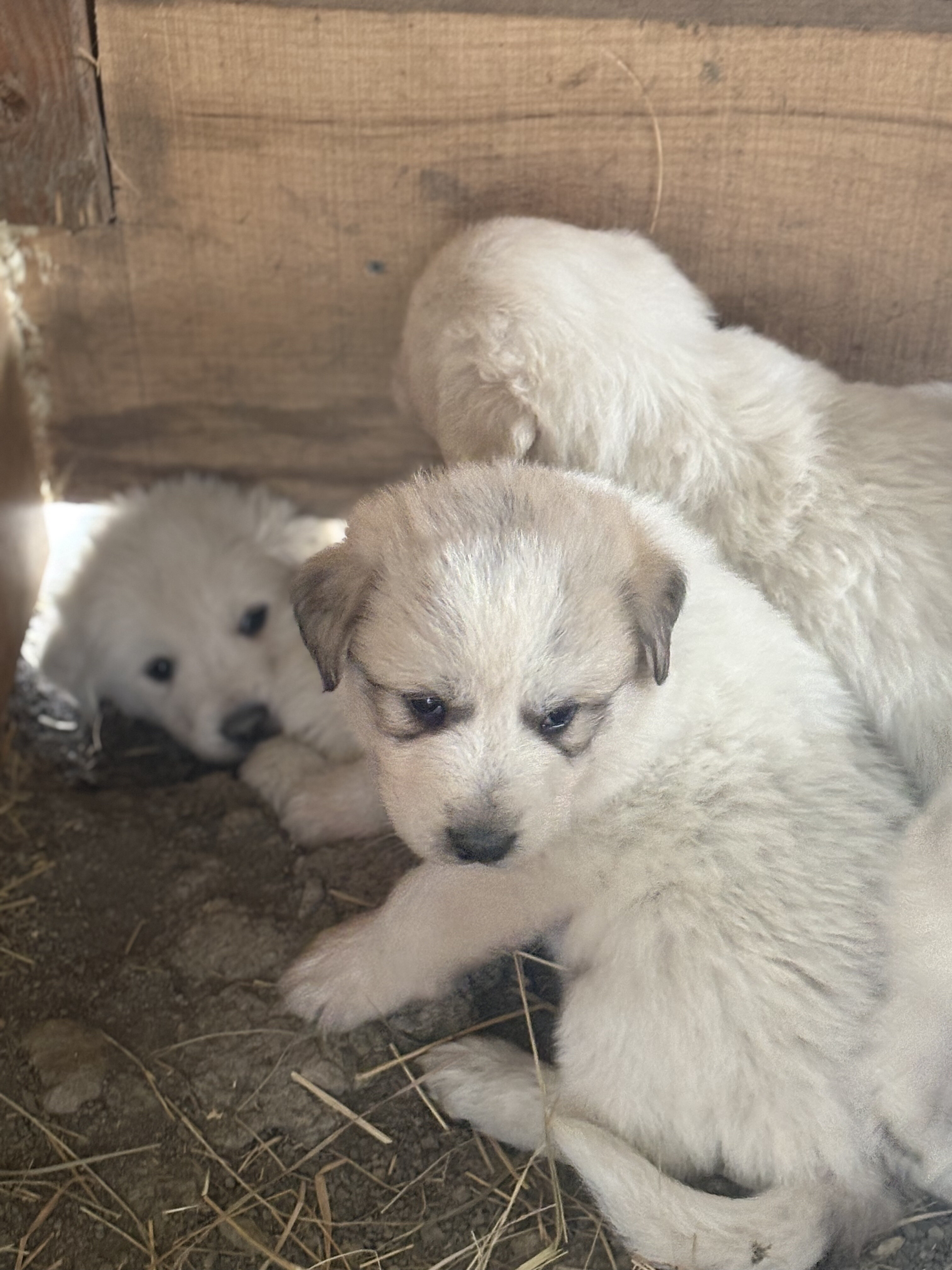 Great Pyrenees puppies image 4