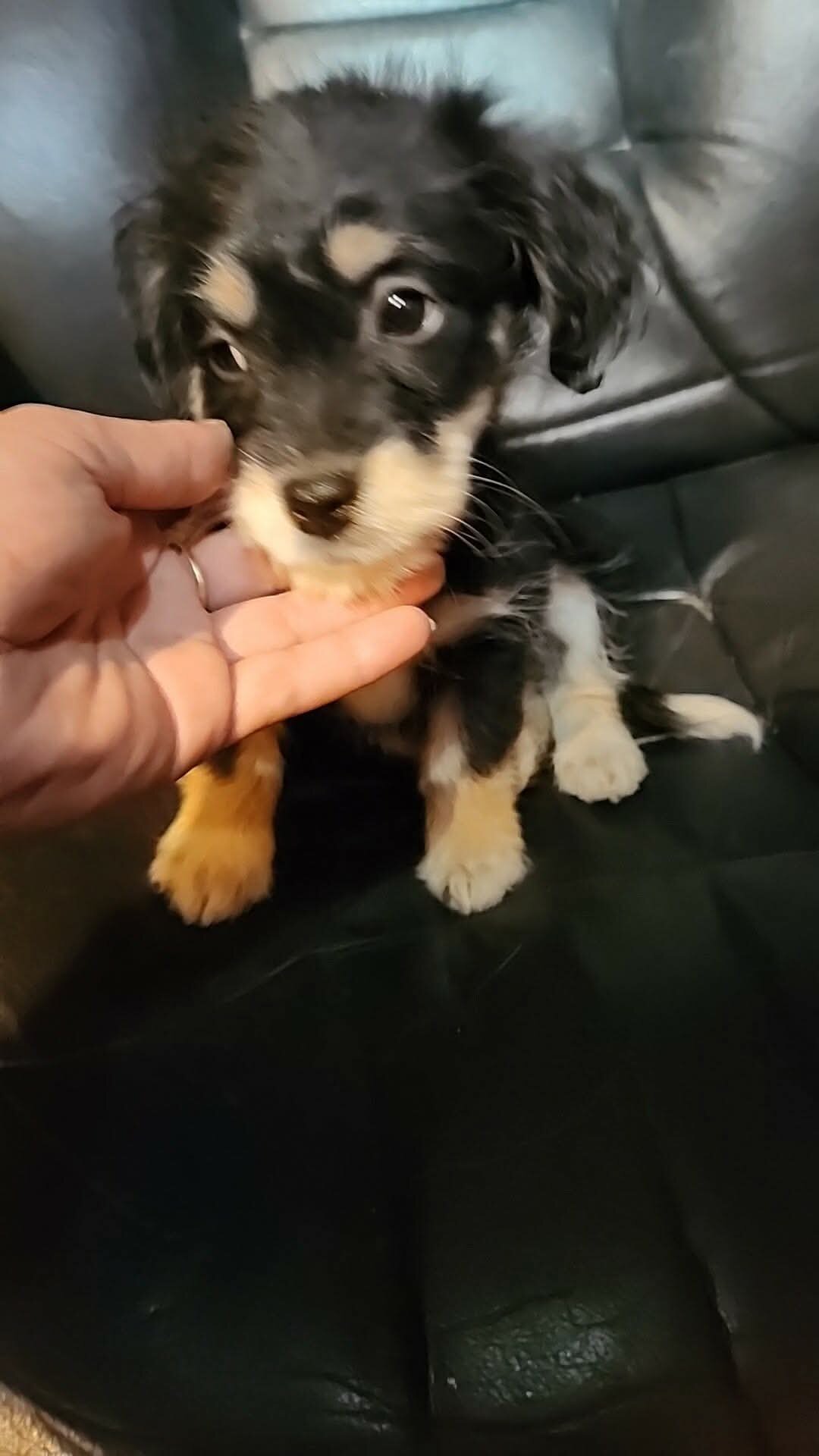 Toy Poo-chi-minpin image 2