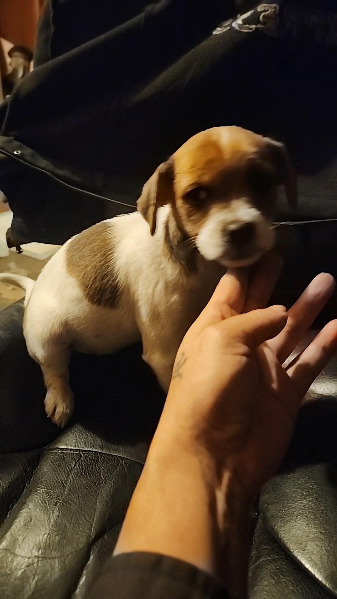 Toy Poo-chi-minpin image 1