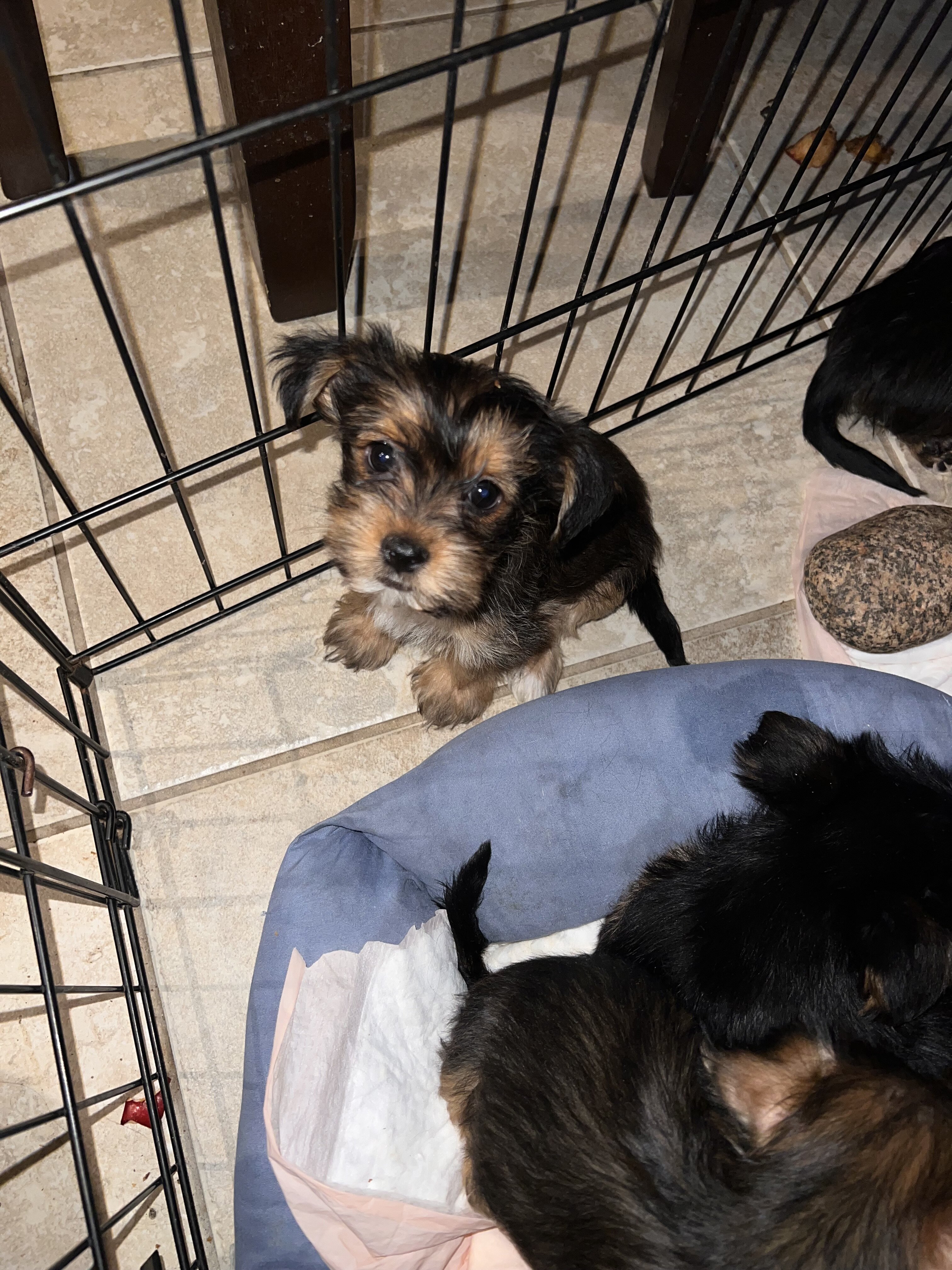 Yorkshire terrier puppies for sale image 10