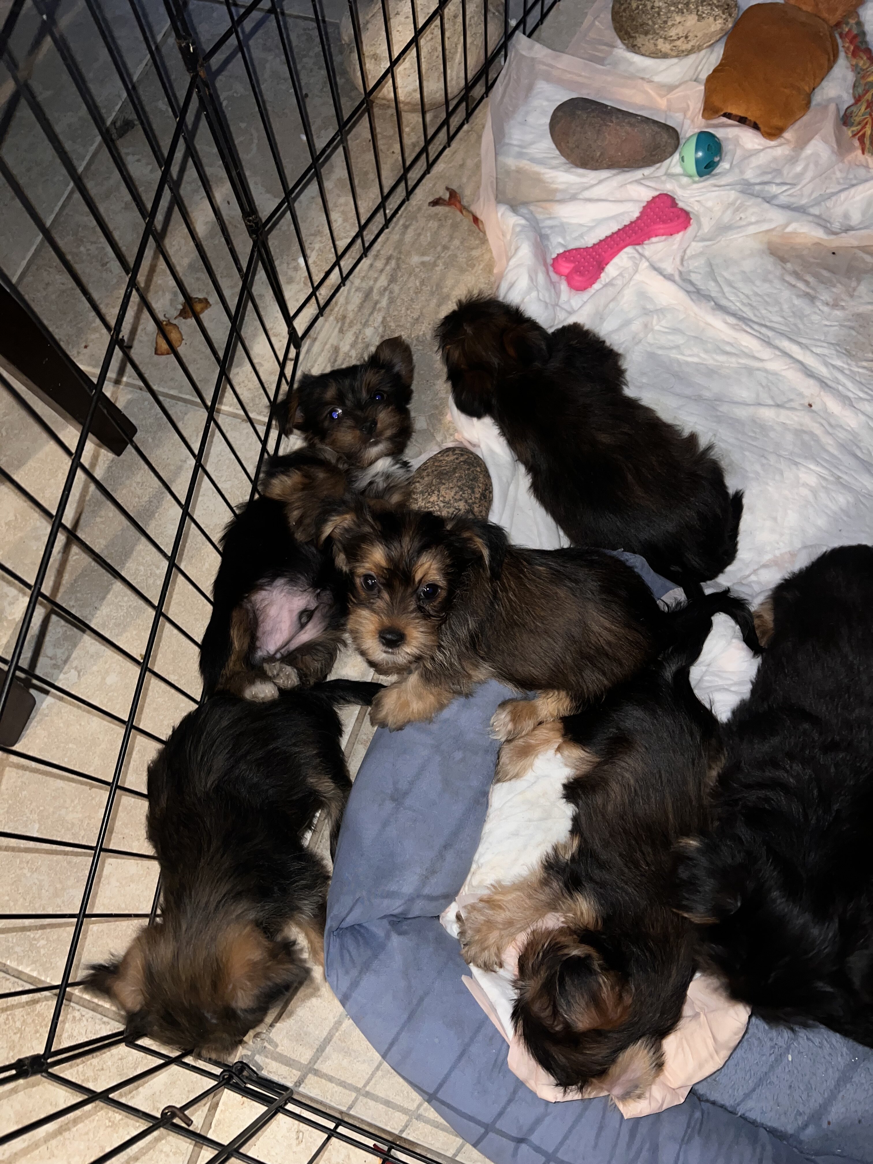 Yorkshire terrier puppies for sale image 9
