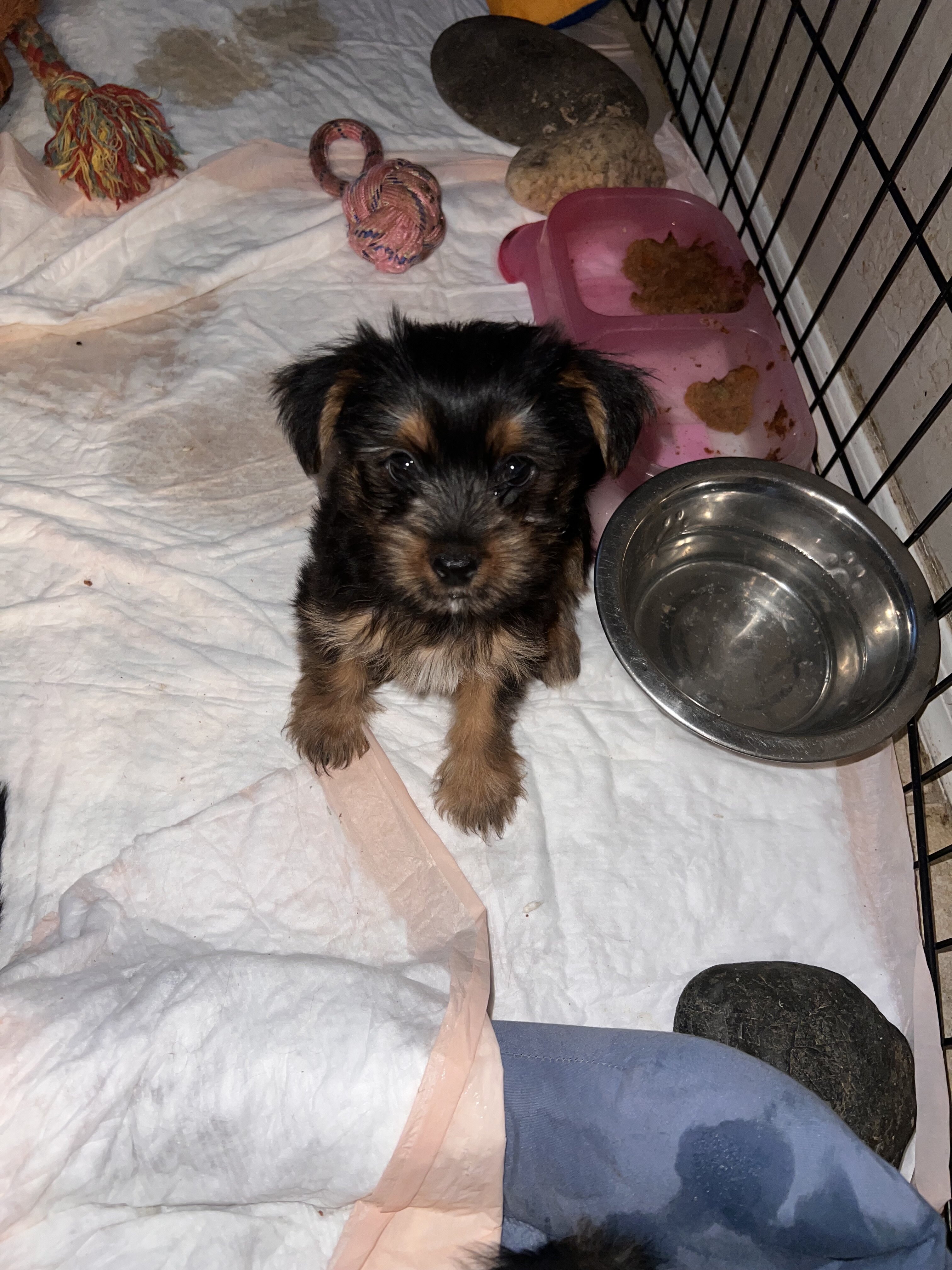 Yorkshire terrier puppies for sale image 1