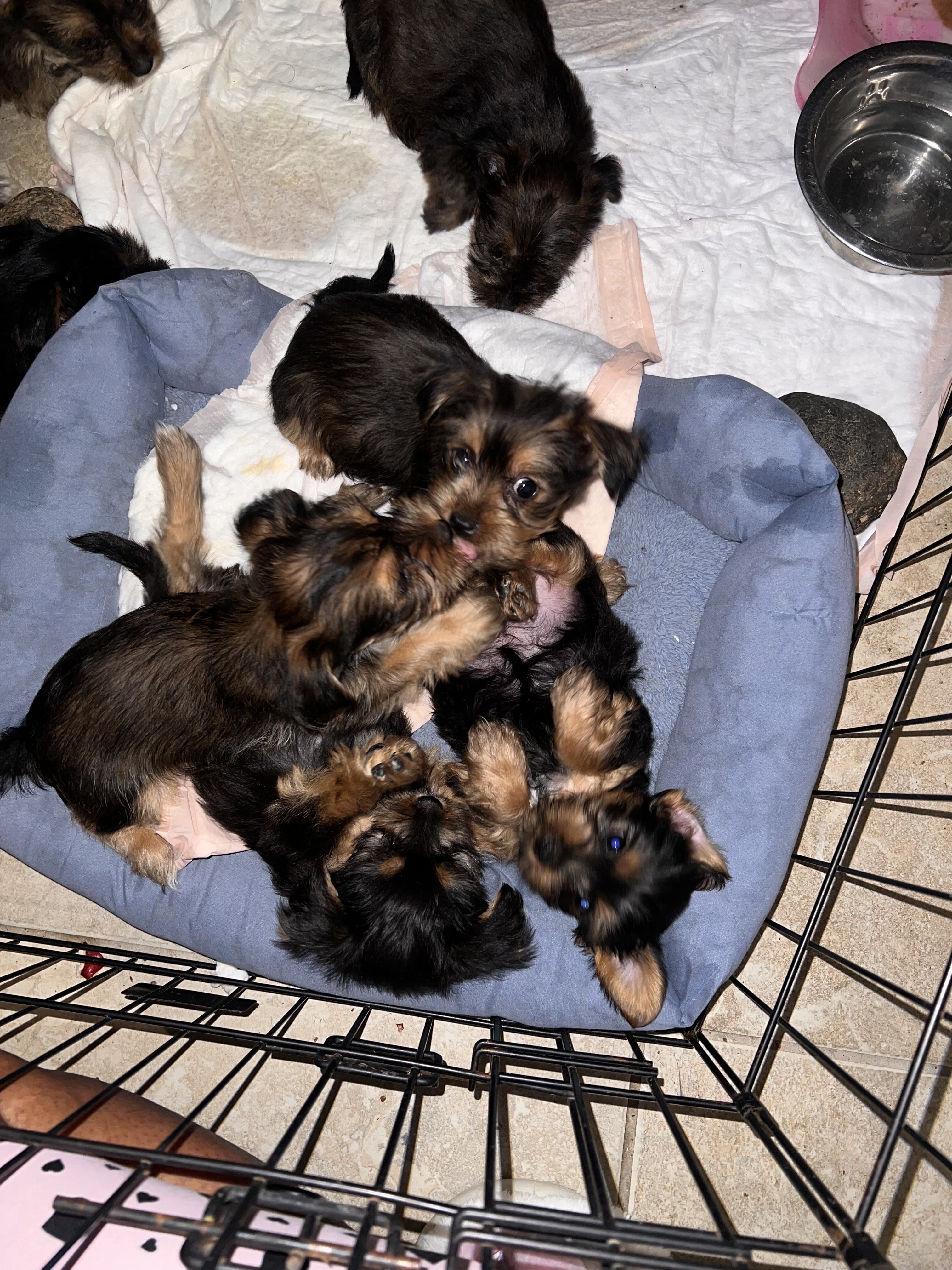 Yorkshire terrier puppies image 9