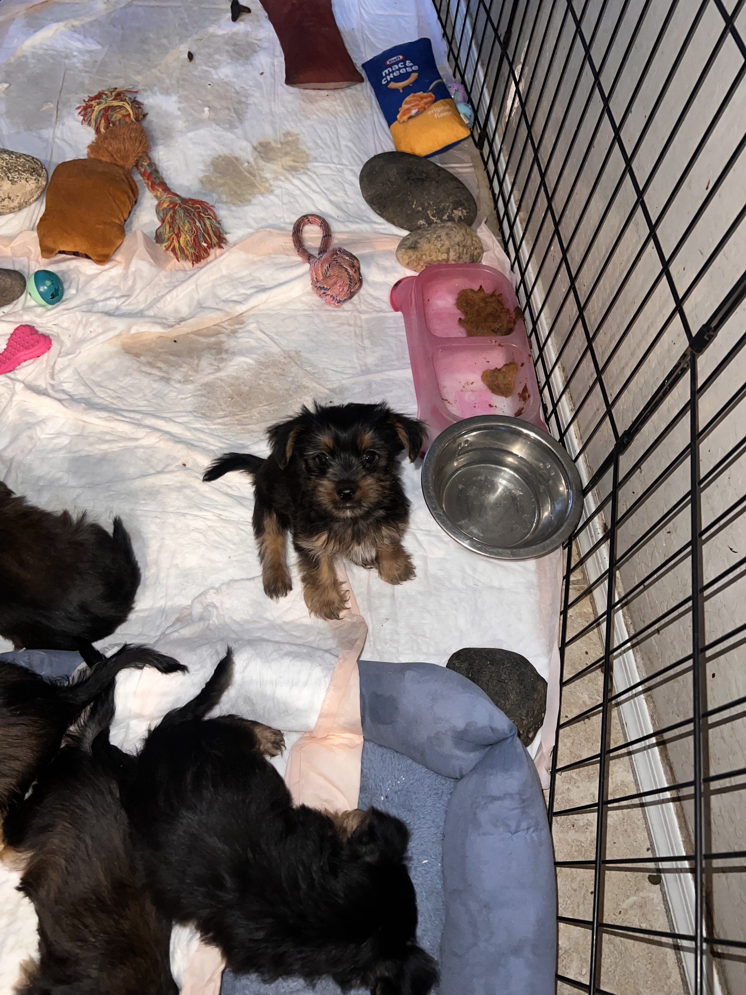 Yorkshire terrier puppies image 10