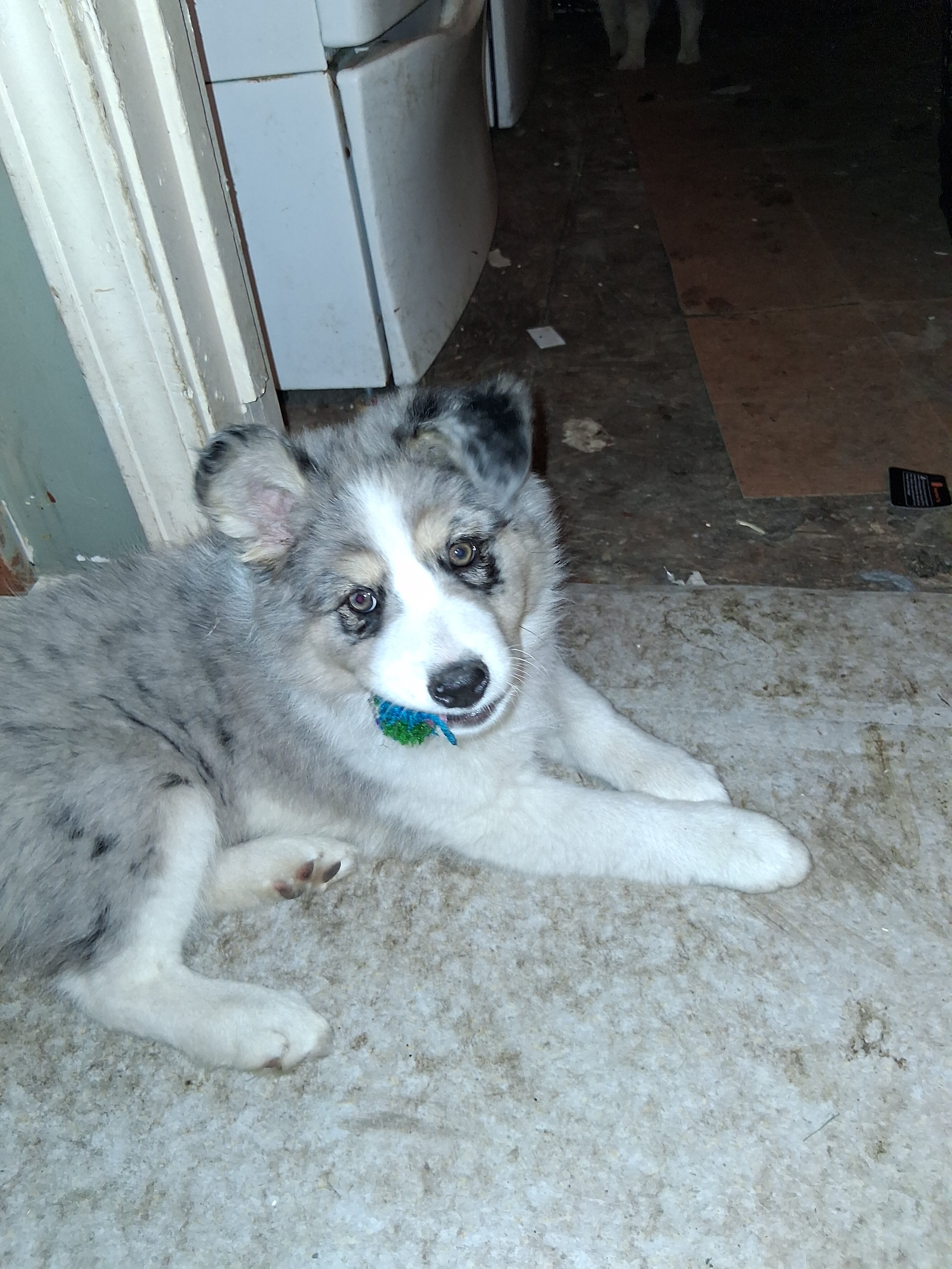 Miniature Husky/Australian designer pups image 2